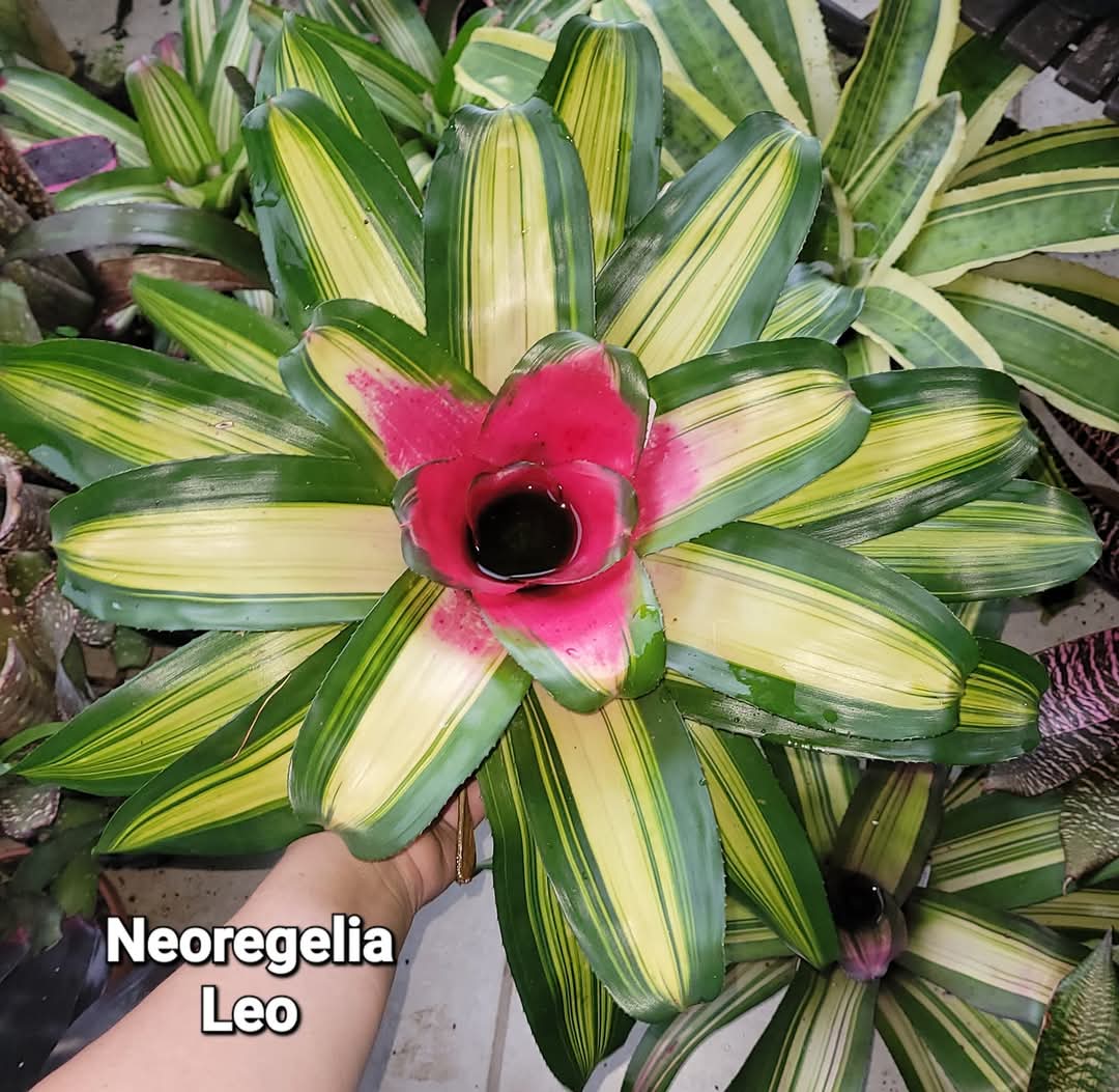 NEOREGELIA LEO