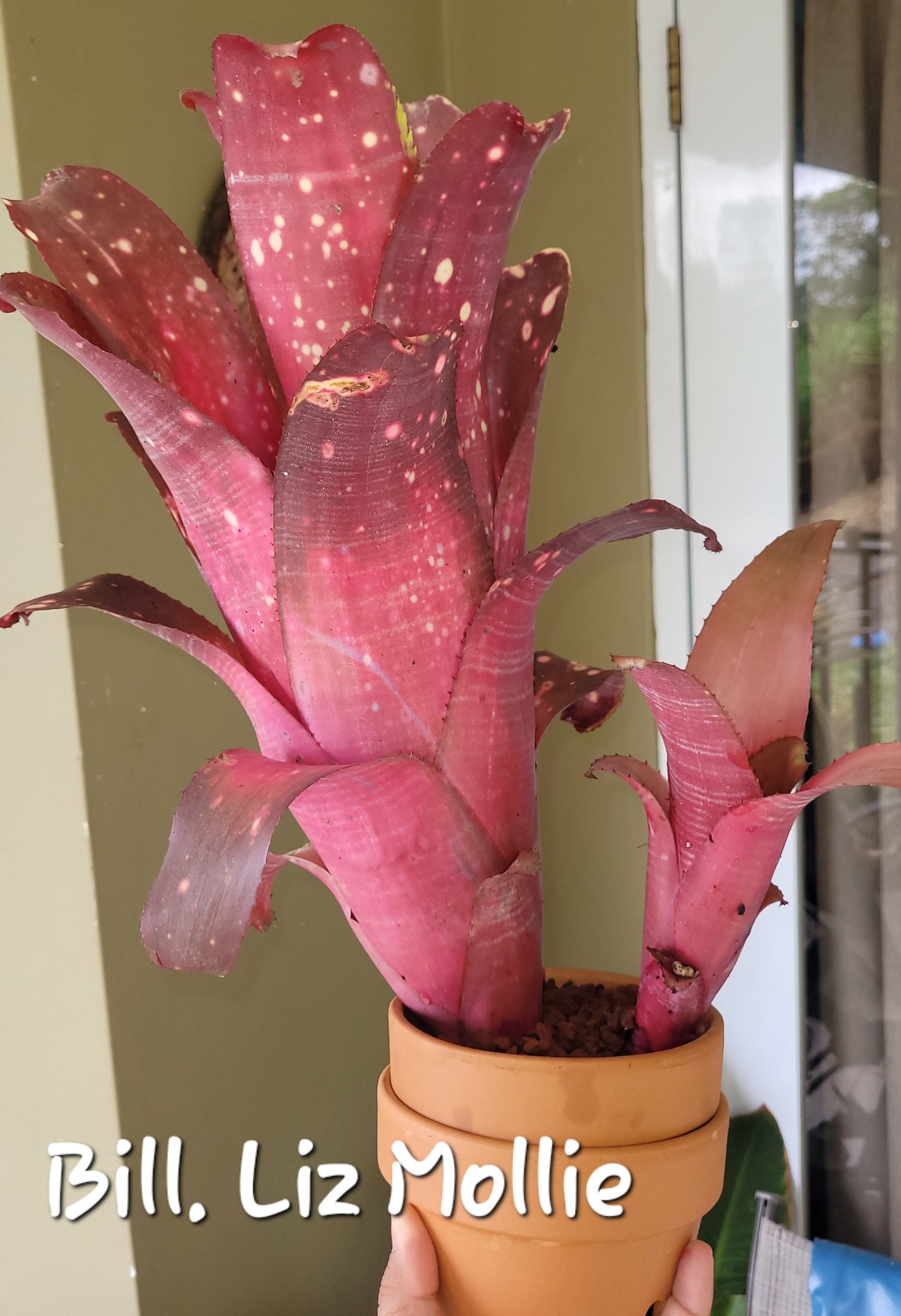 BILLBERGIA MIZ MOLLIE (COLECCION)