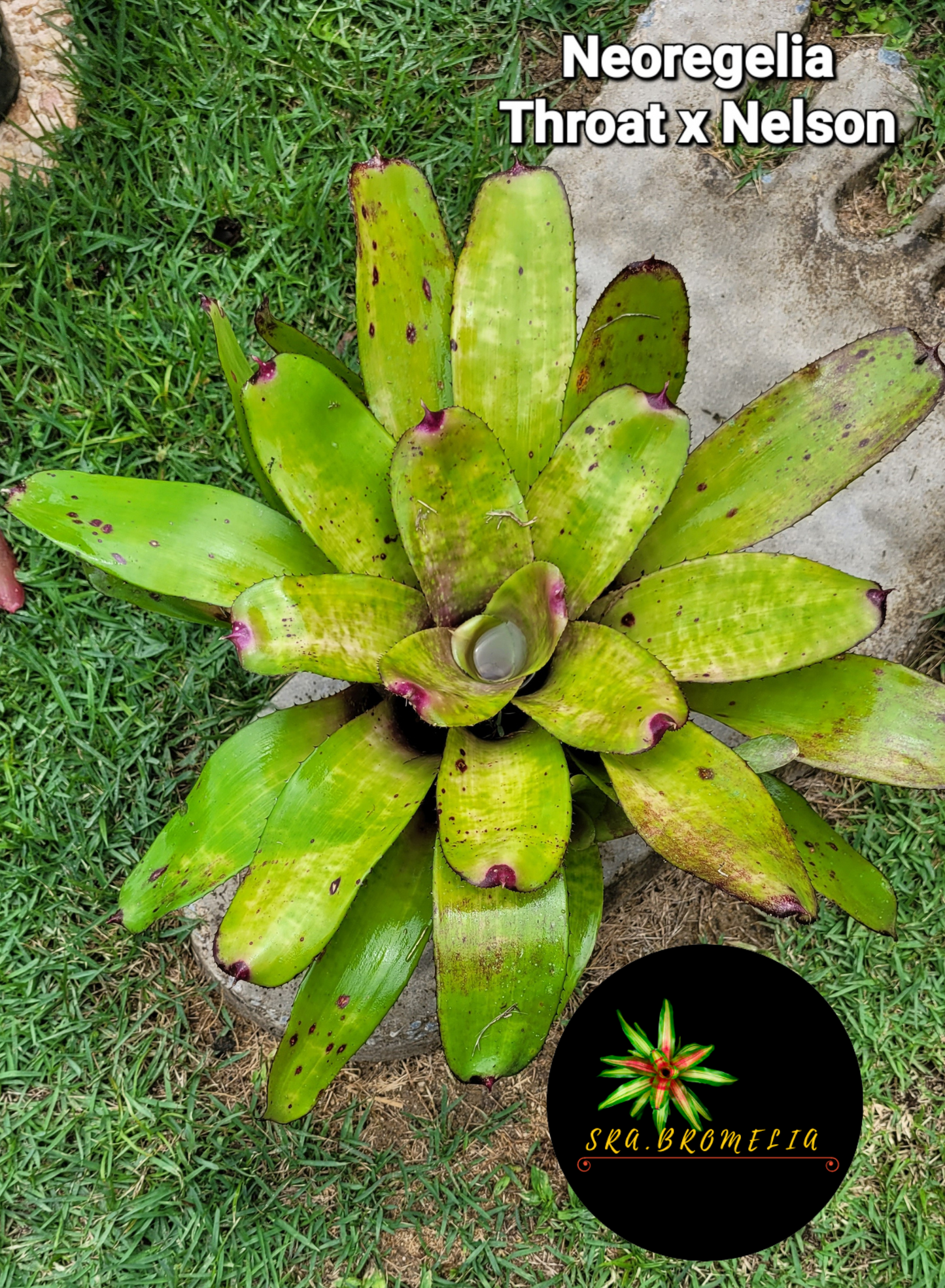 NEOREGELIA THROAT X NELSON