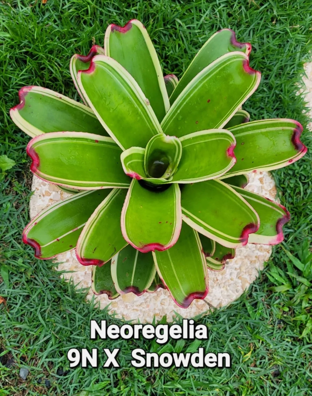 NEOREGELIA 9N X SNOWDEN