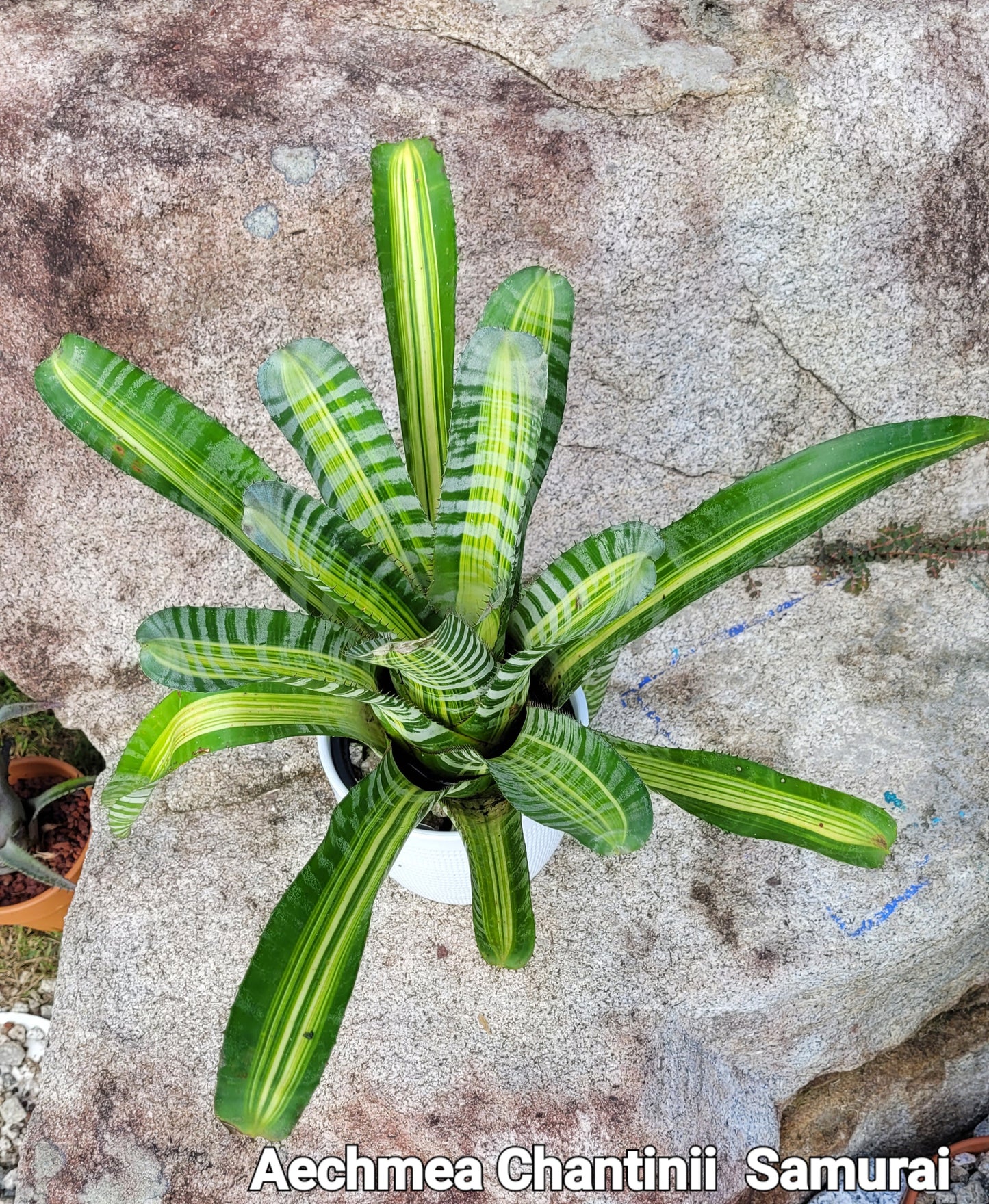 AECHMEA CHANTINII SAMURAI