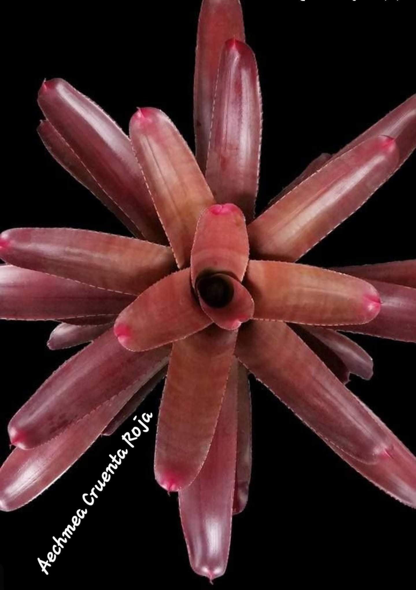 NEOREGELIA CRUENTA ROJA
