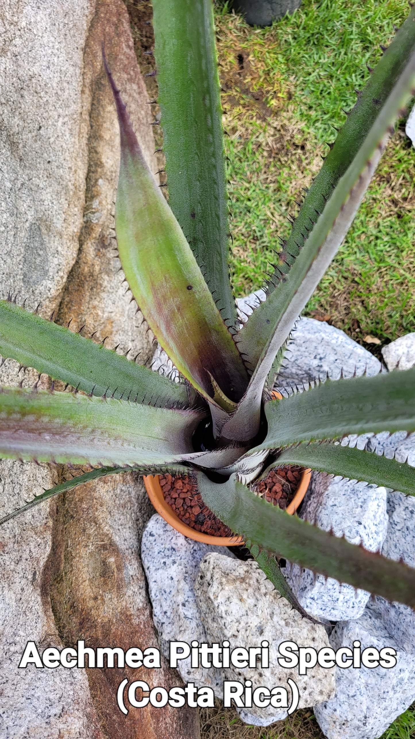 AECHMEA PITTIERI SPECIES (COSTA RICA)