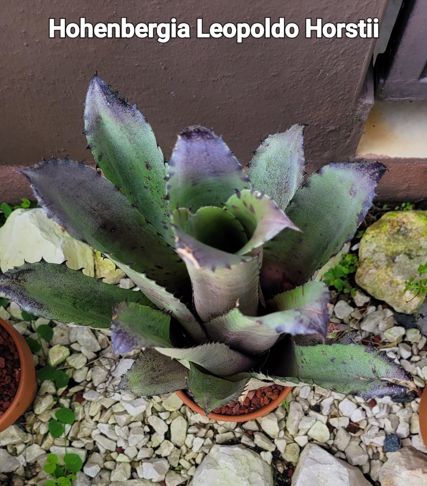 HOHENBERGIA LEOPOLDO HORSTII