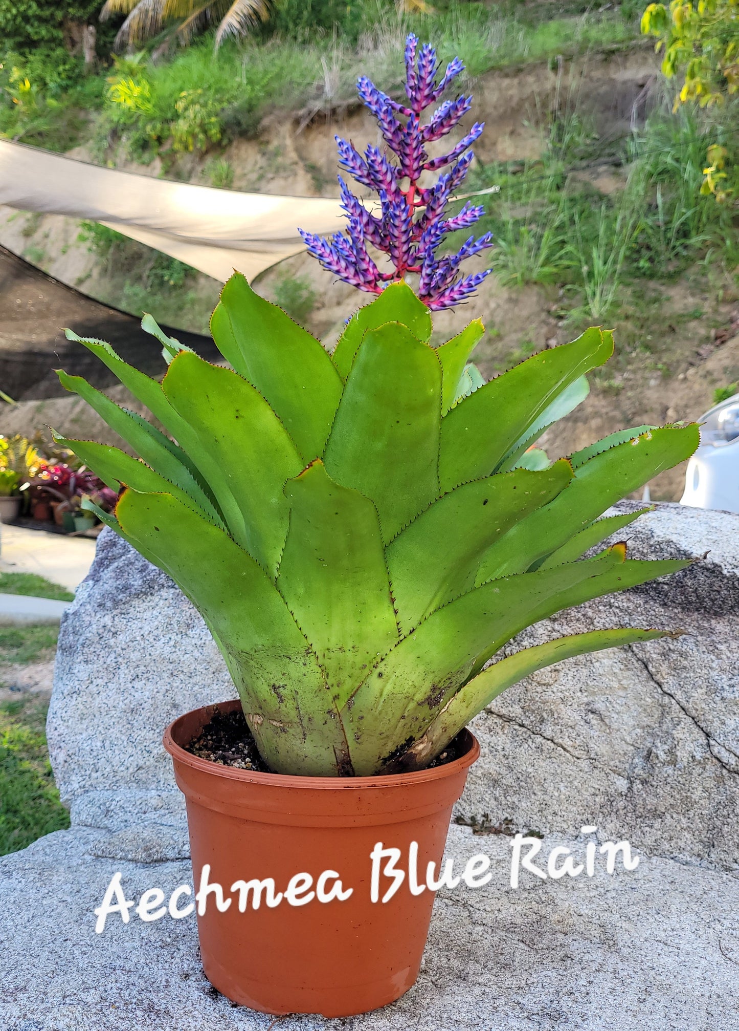 AECHMEA BLUE RAIN