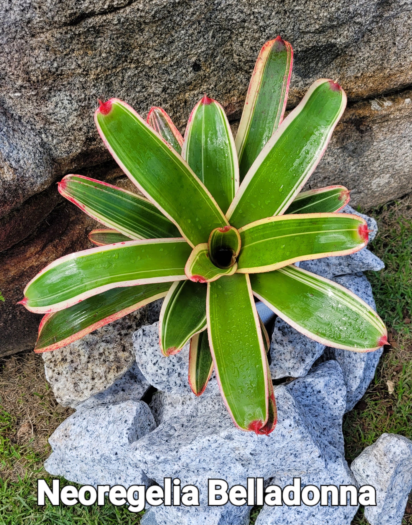 NEOREGELIA BELLADONNA