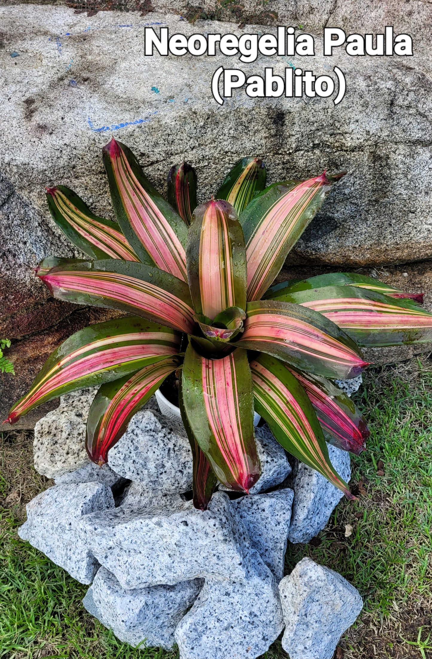 NEOREGELIA PAULA (PABLITO)