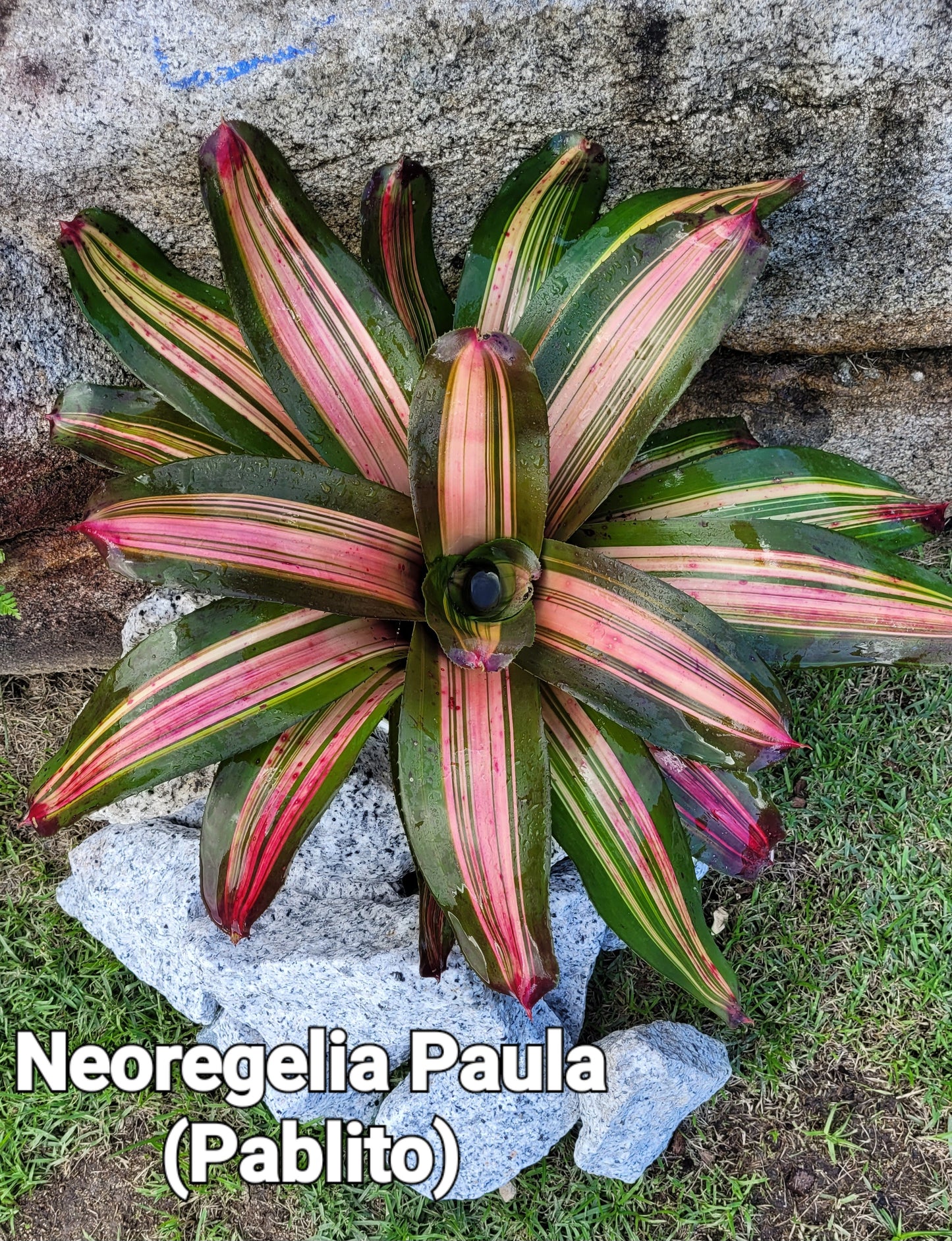 NEOREGELIA PAULA (PABLITO)