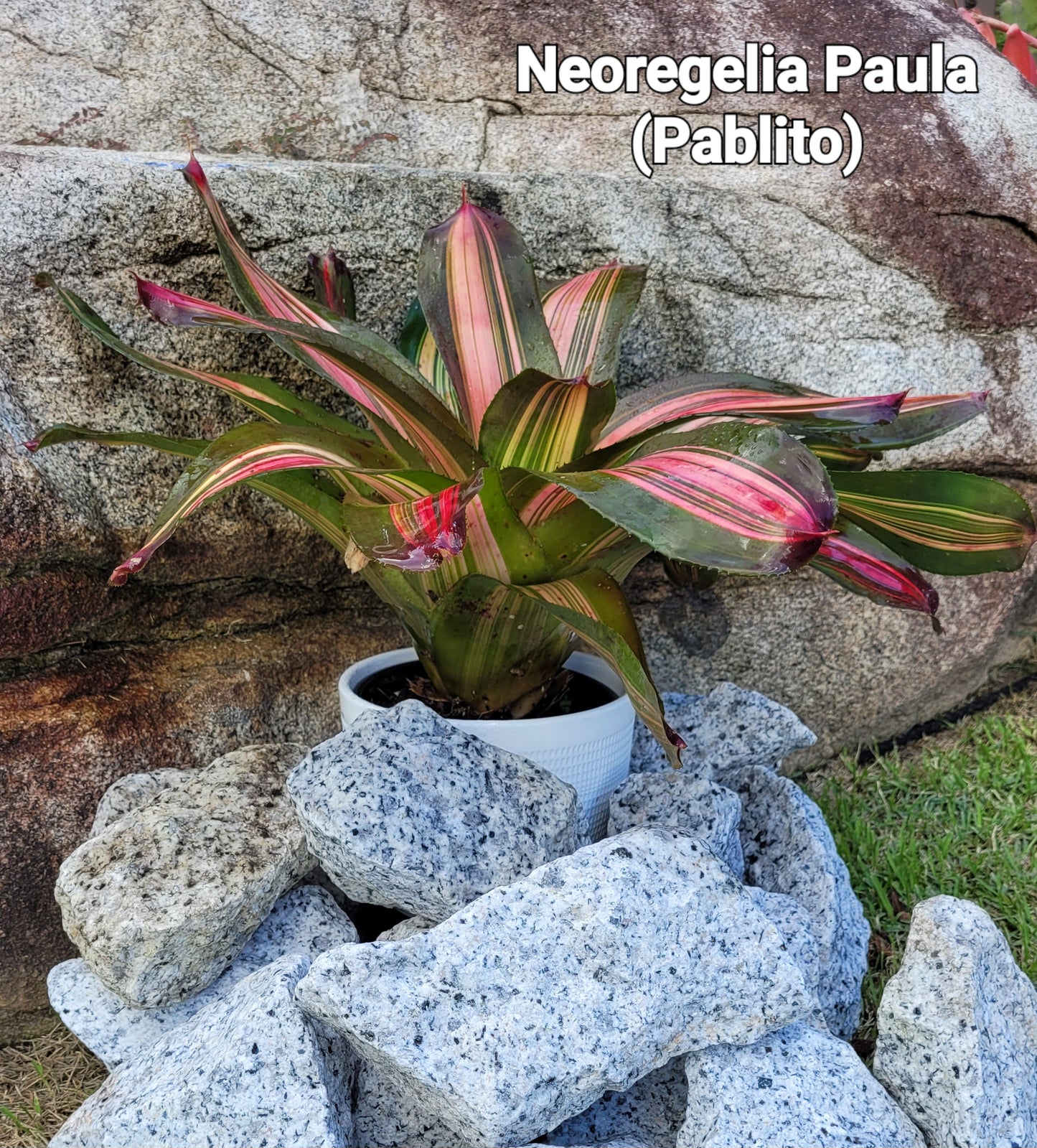 NEOREGELIA PAULA (PABLITO)
