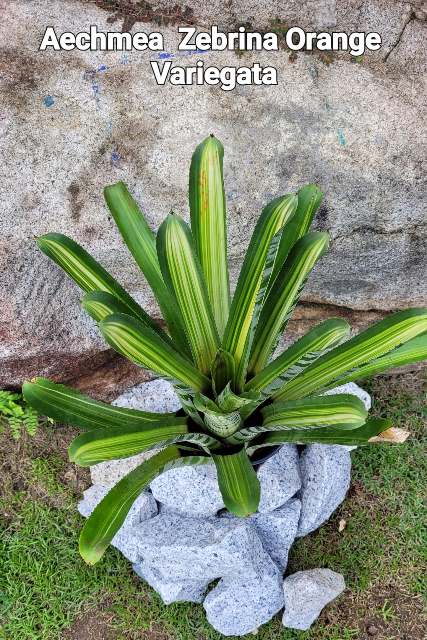 AECHMEA ZEBRINA ORANGE VARIEGATA
