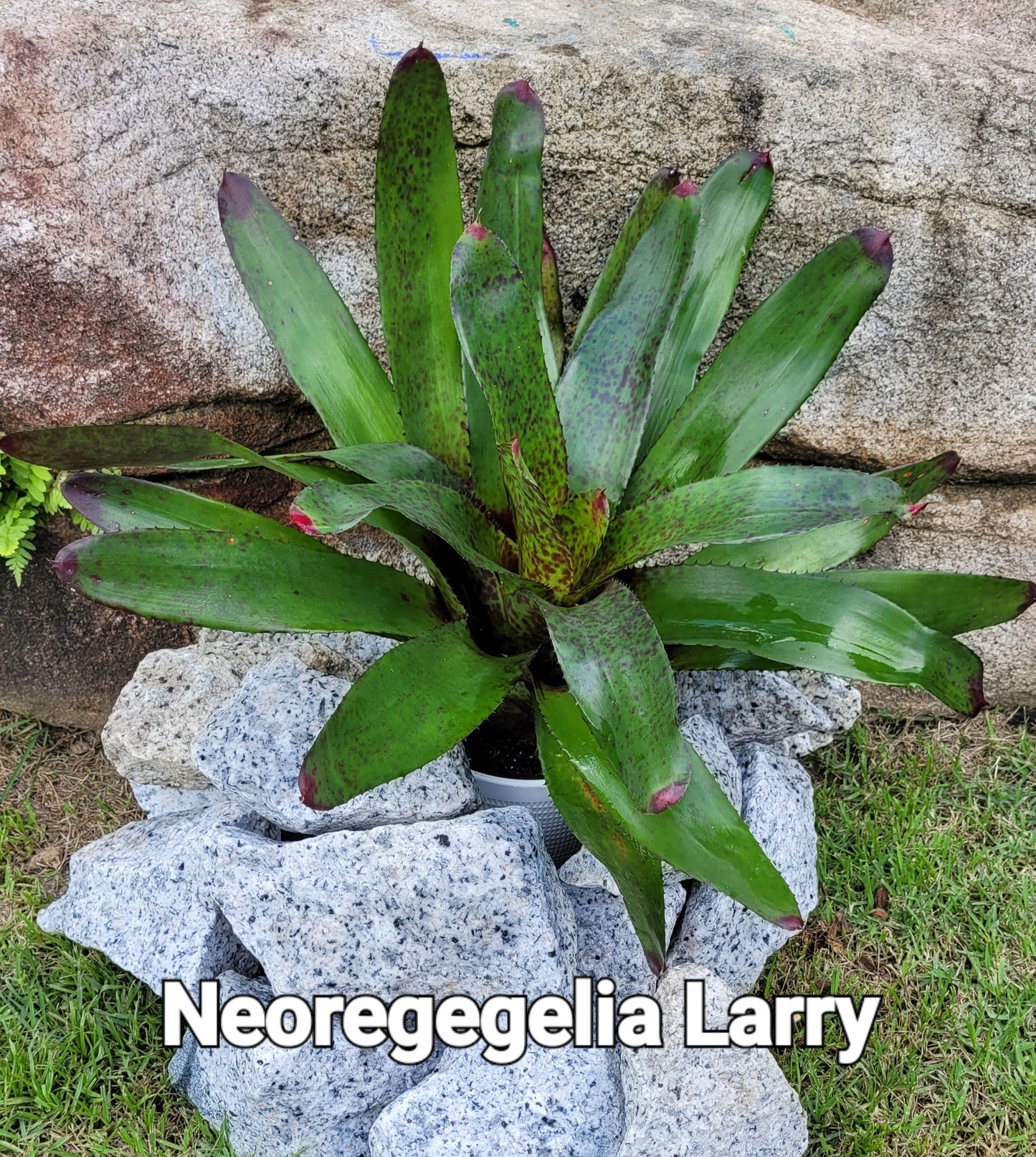 NEOREGELIA LARRY