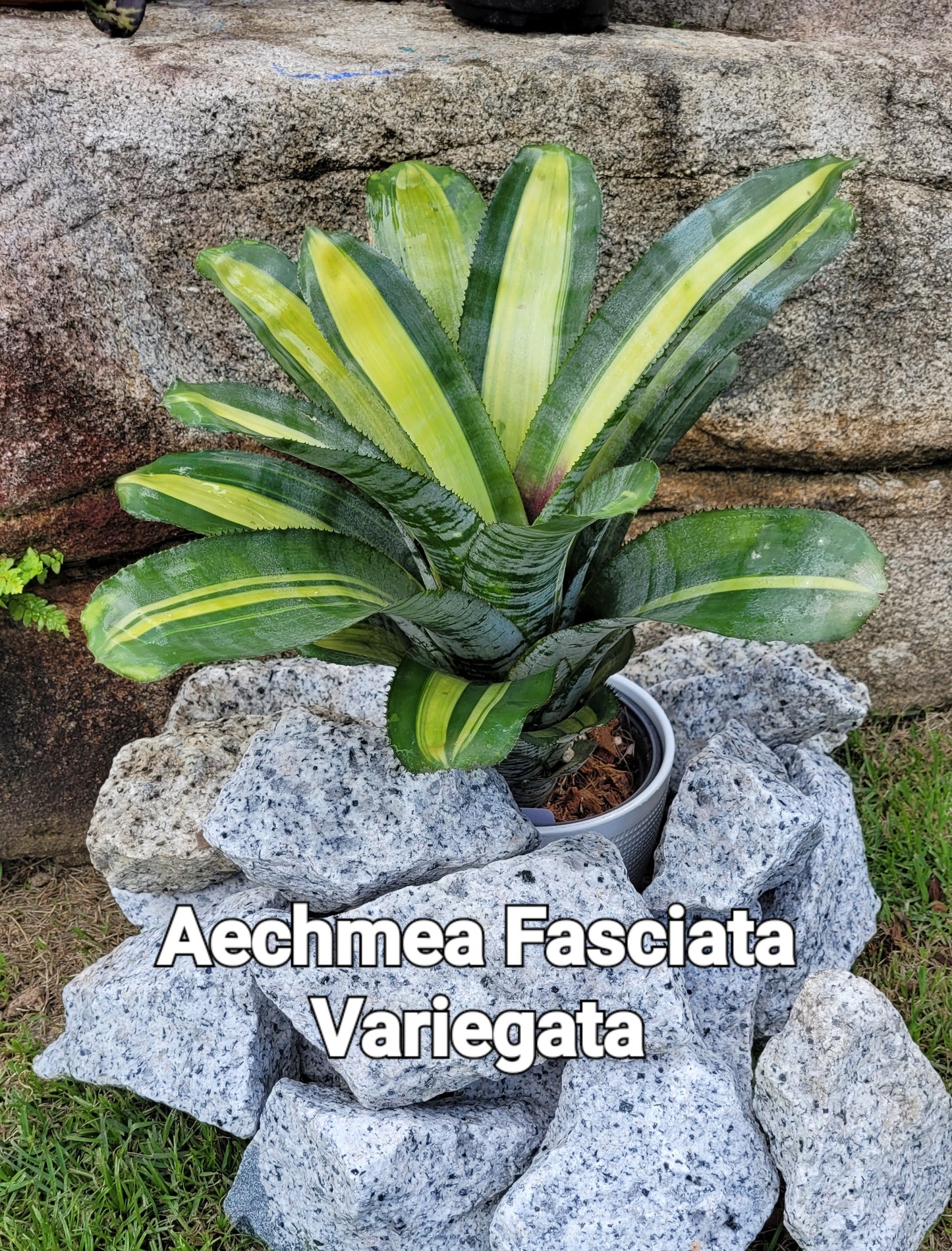 AECHMEA FASCIATA VARIEGATA