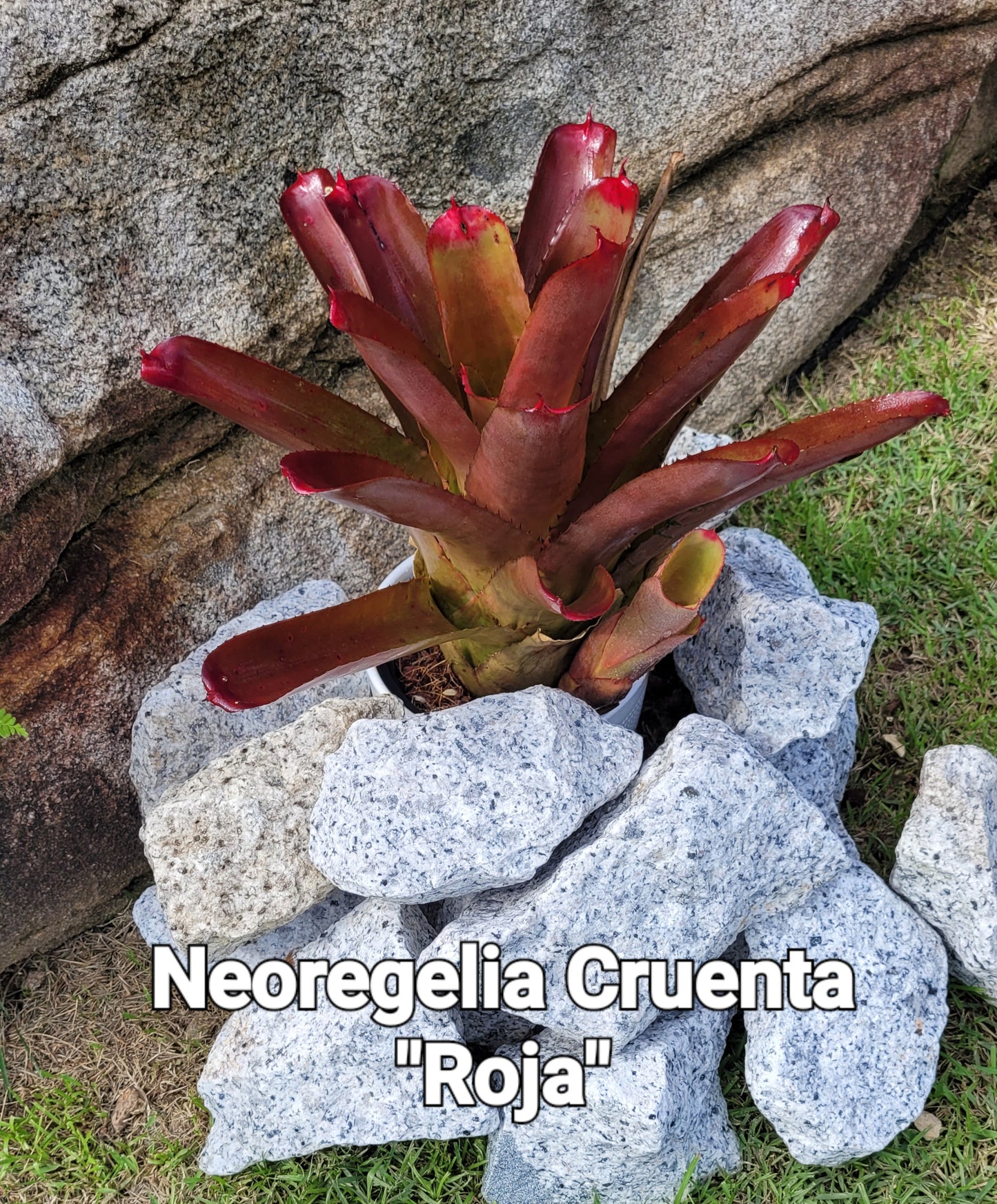 NEOREGELIA CRUENTA ROJA