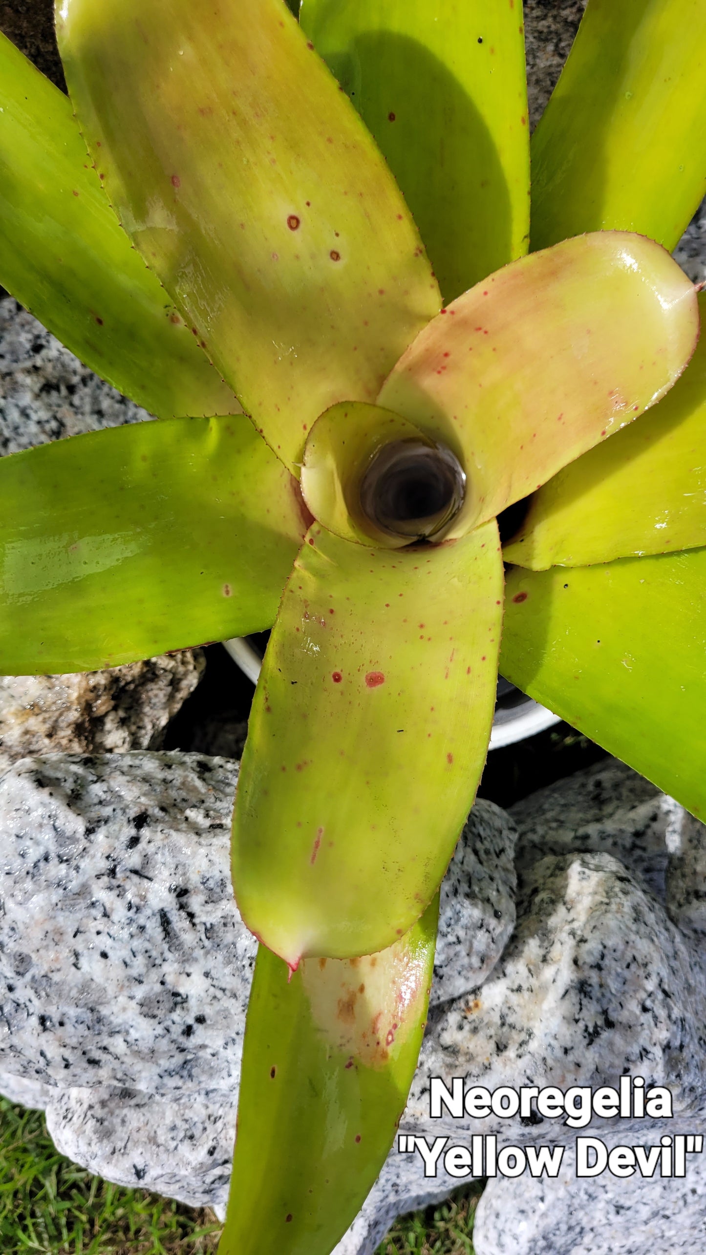 NEOREGELIA YELLOW DEVIL