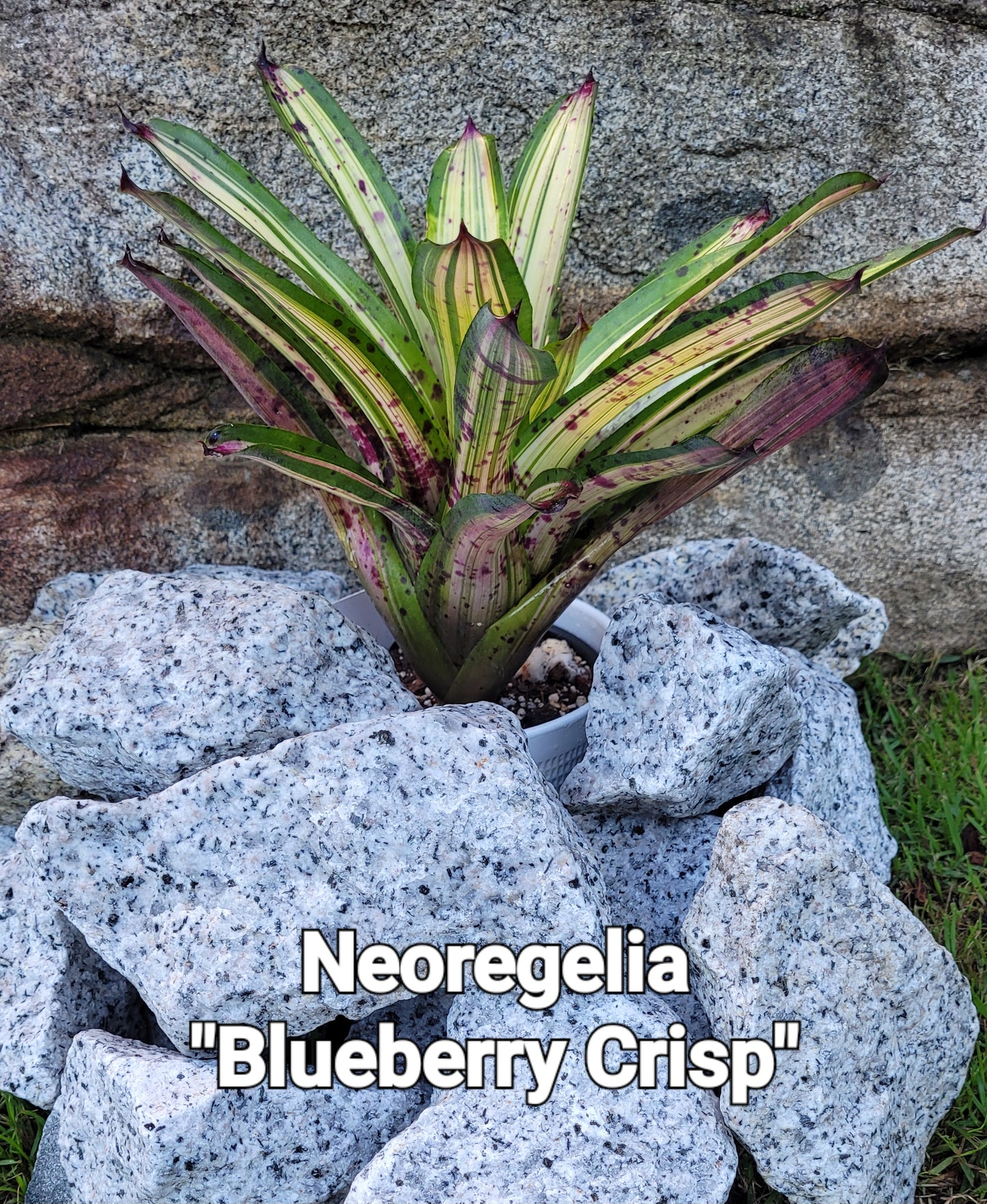 NEOREGELIA BLUEBERRY CRISP