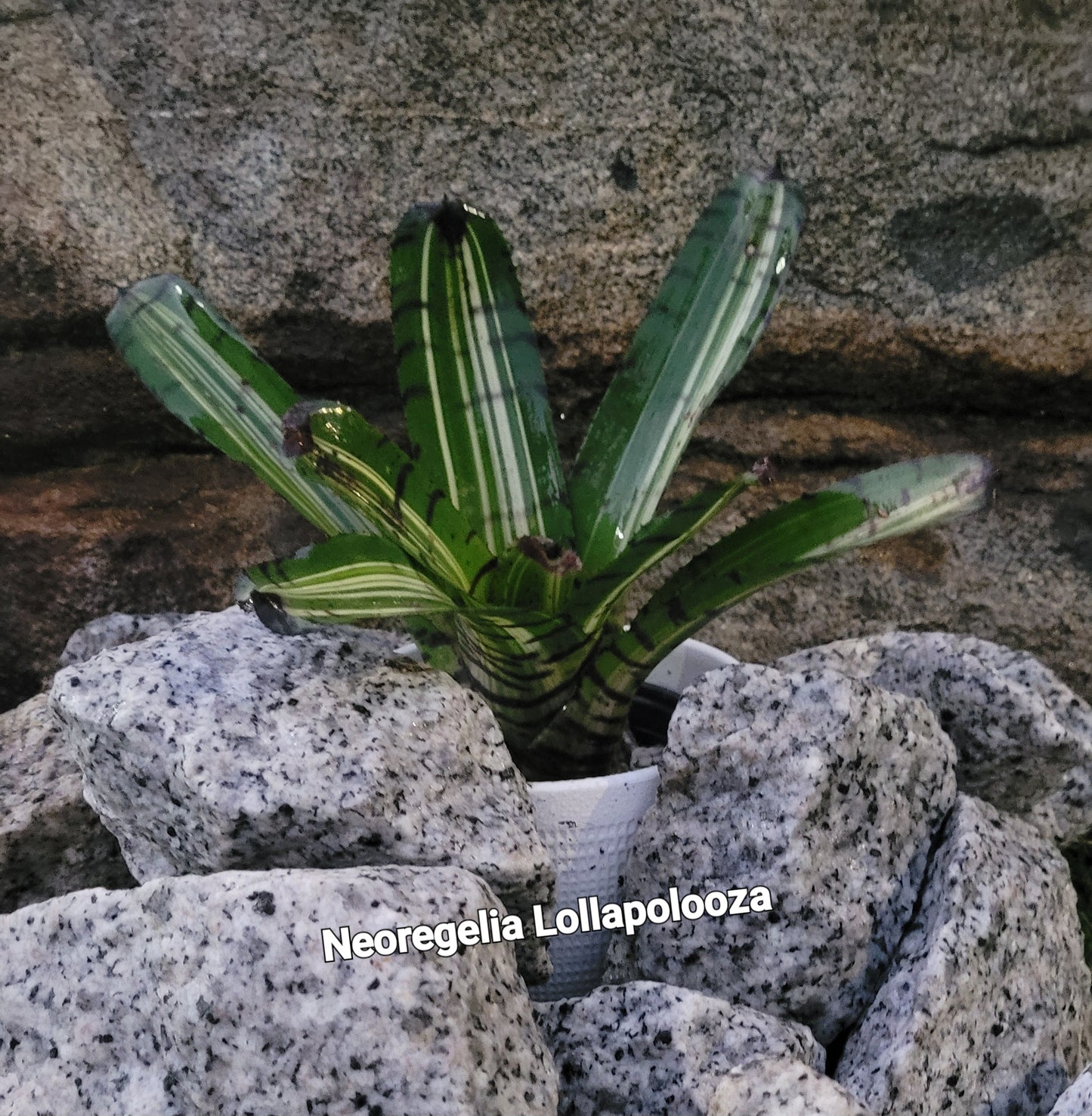 NEOREGELIA LOLLAPOLLOOZA