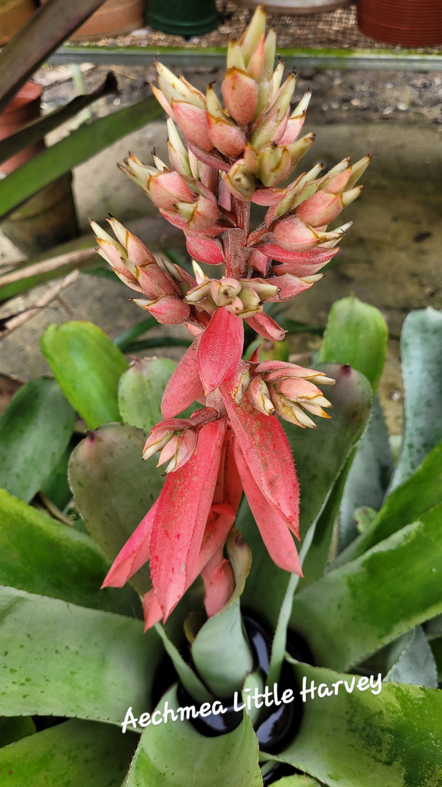 AECHMEA LITTLE HARVEY