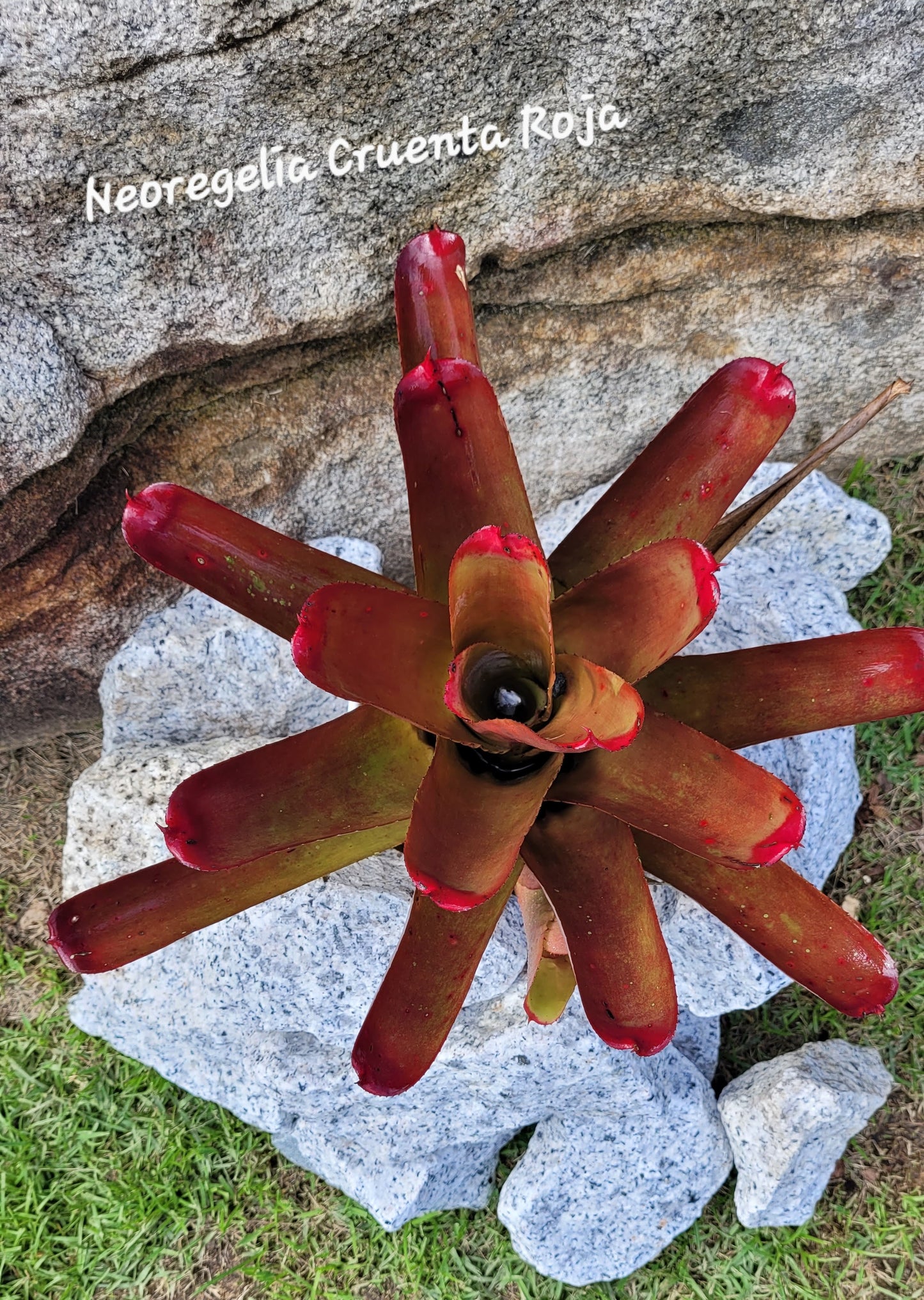 NEOREGELIA CRUENTA ROJA