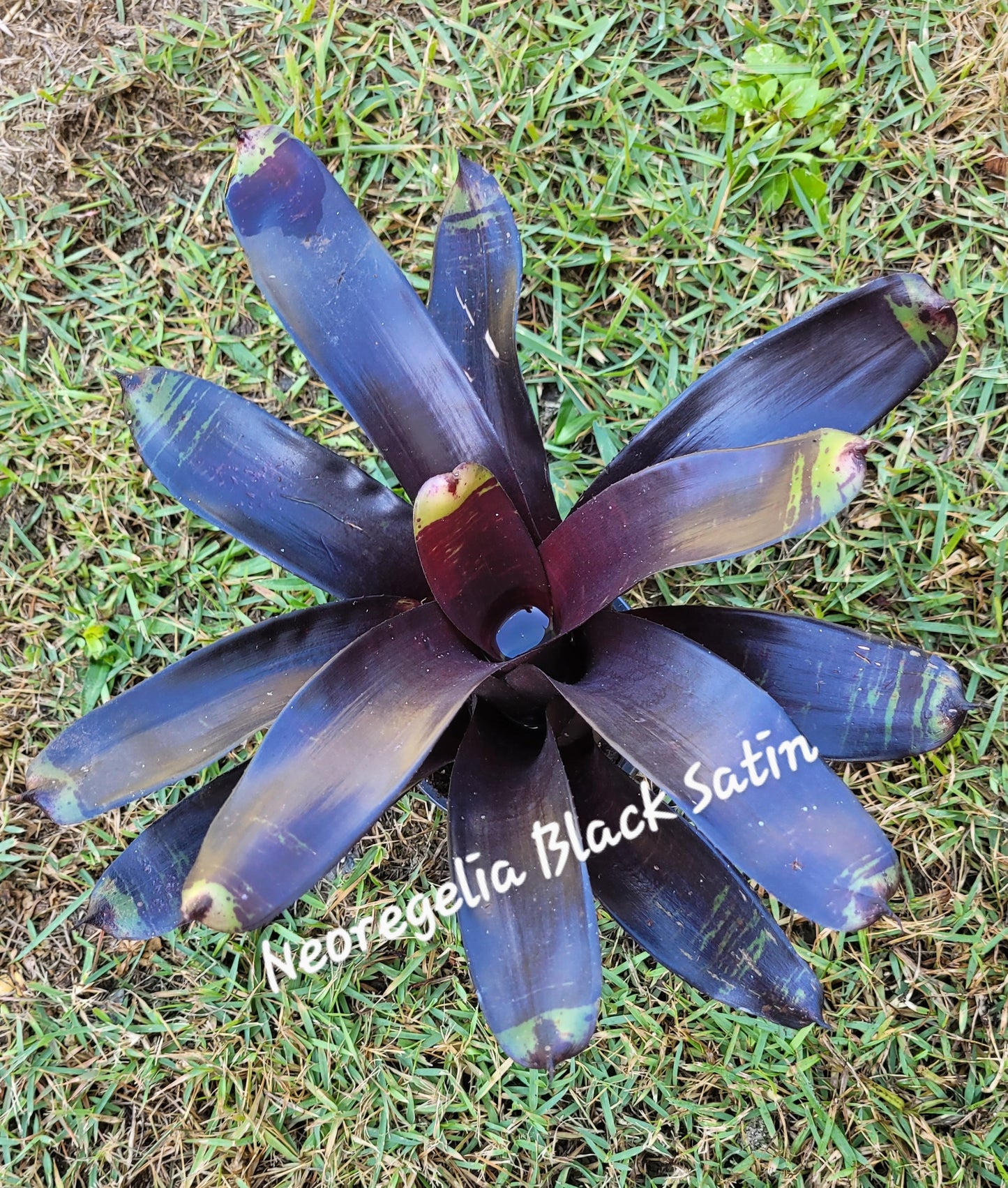 NEOREGELIA BLACK SATIN