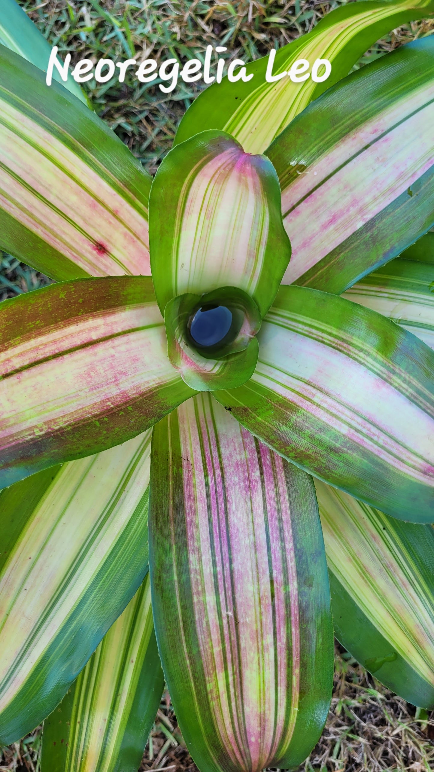 NEOREGELIA LEO