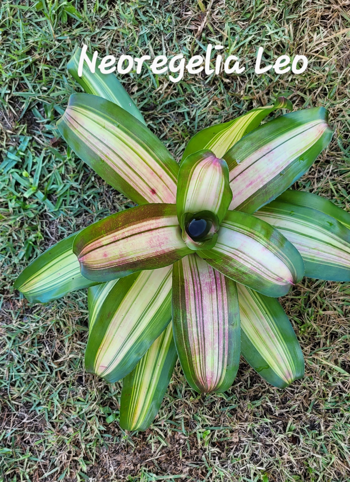NEOREGELIA LEO