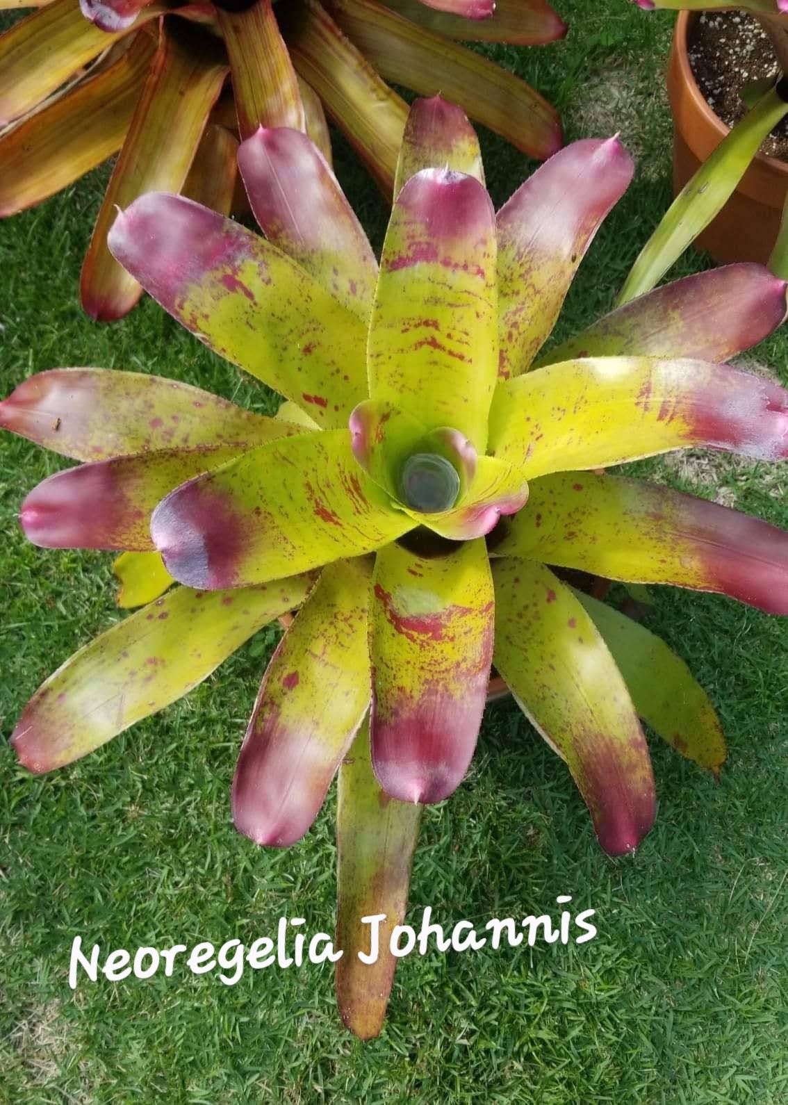 NEOREGELIA JOHANNIS