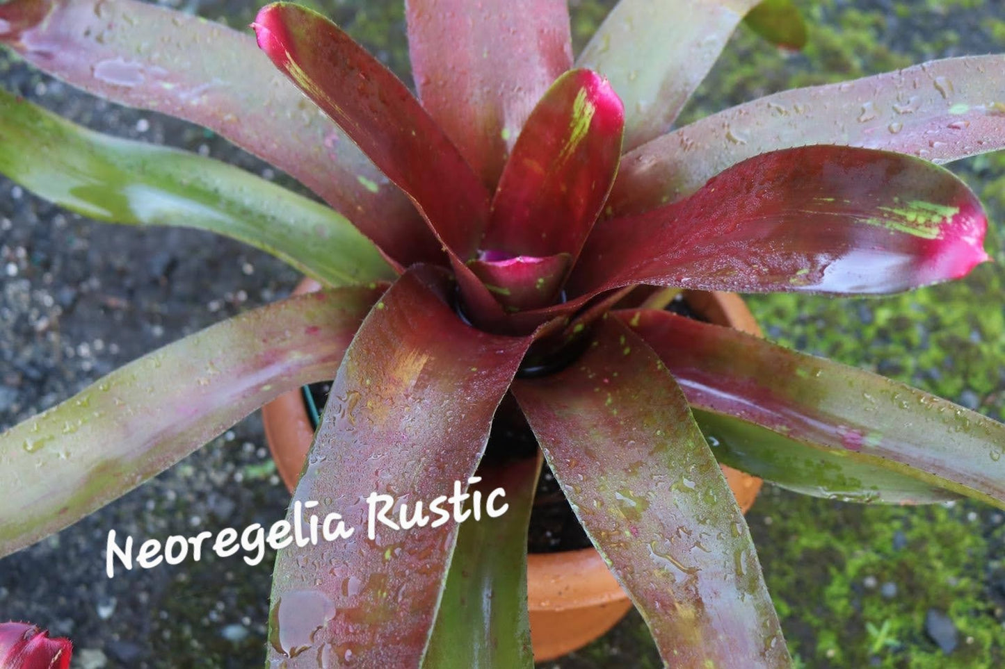 NEOREGELIA RUSTIC