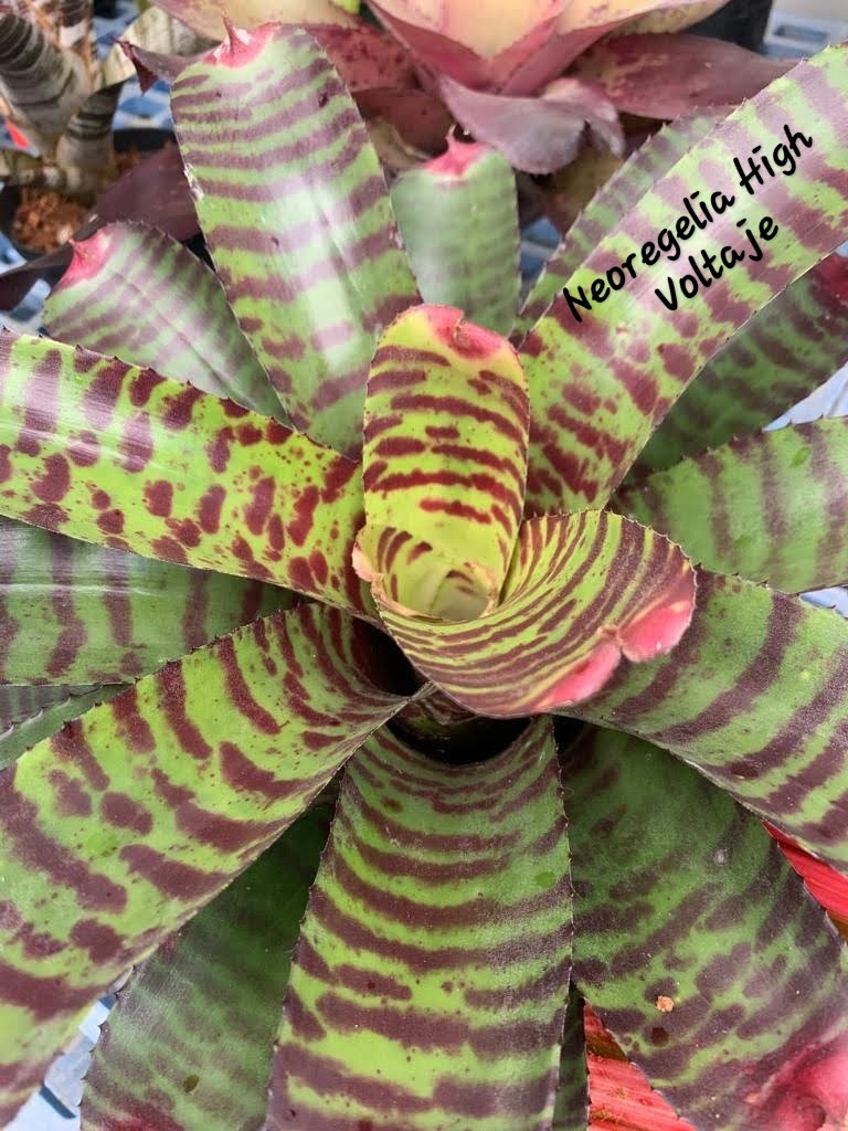 NEOREGELIA HIGH VOLTAGE