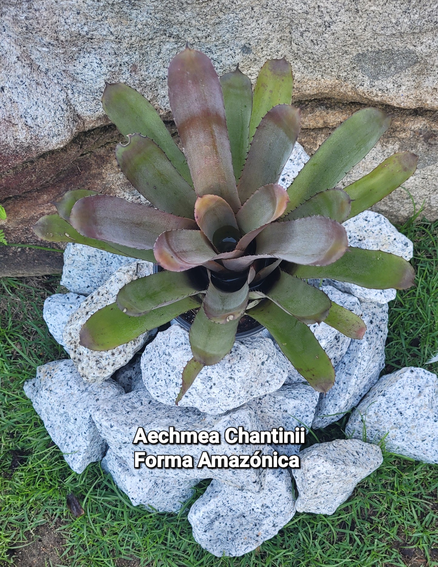 AECHMEA CHANTINII FORMA AMAZONICA (COLECCION)