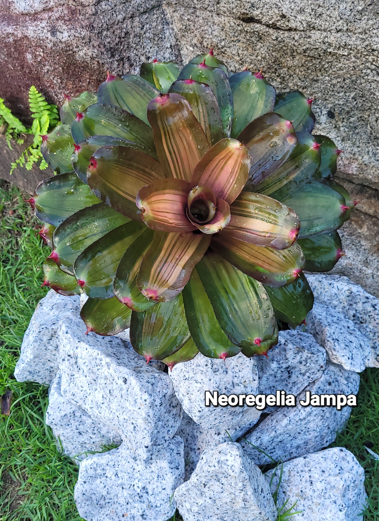 NEOREGELIA JAMPA