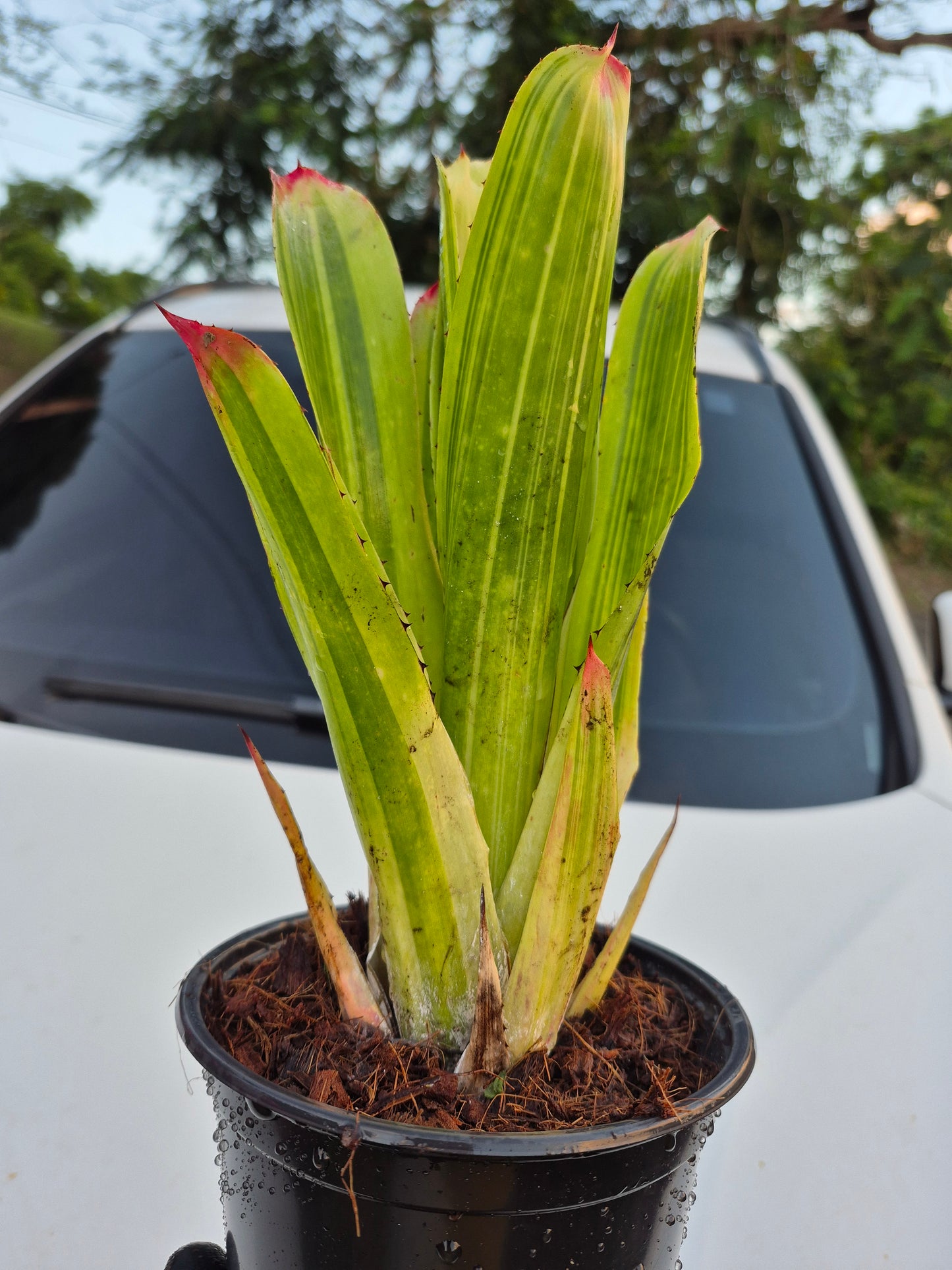 HOHENBERGIA CASTELLONOSII VARIEGADA (RARA) - (COLECCION)