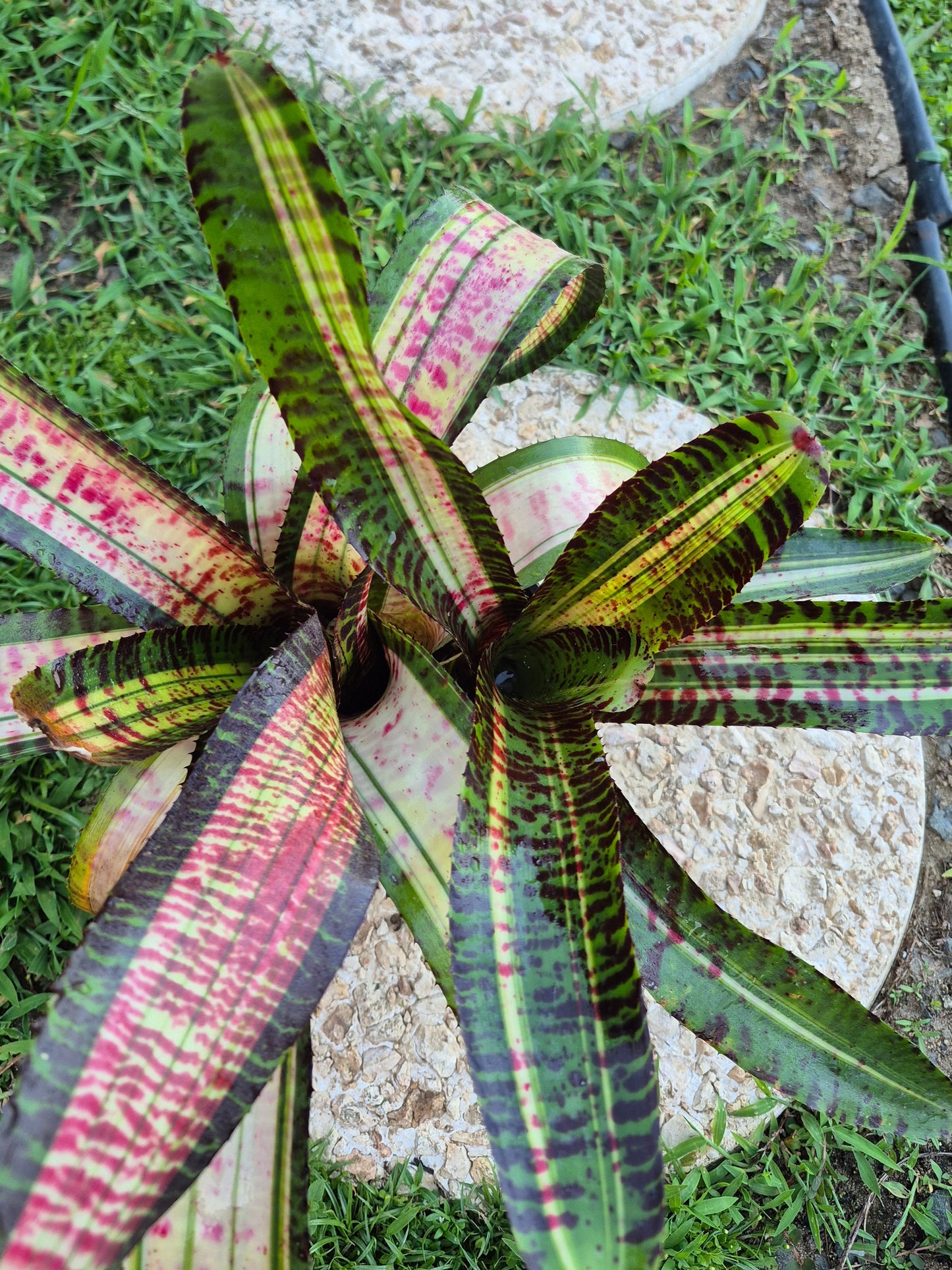 NEOREGELIA 'TEARS OF FIRE'