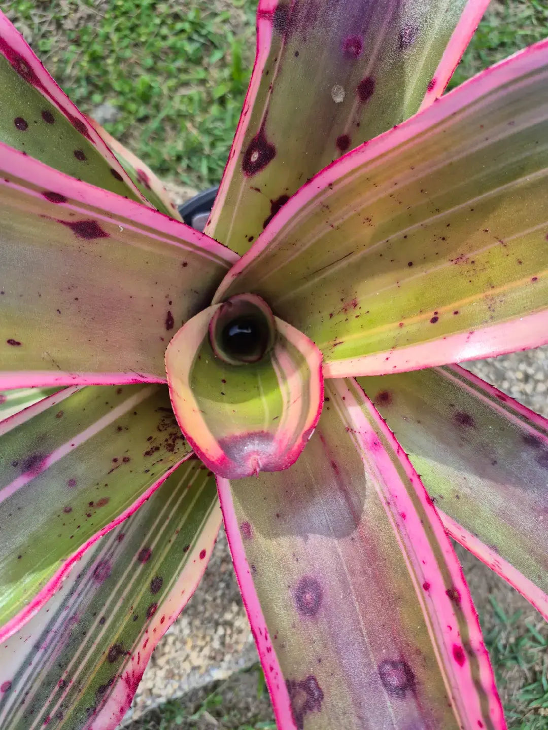 NEOREGELIA 'RED LIGHT SPECIAL'