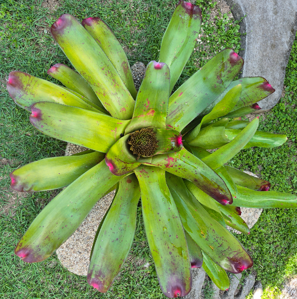 NEOREGELIA YELLOW DELICIOUS - ELMORE, J.