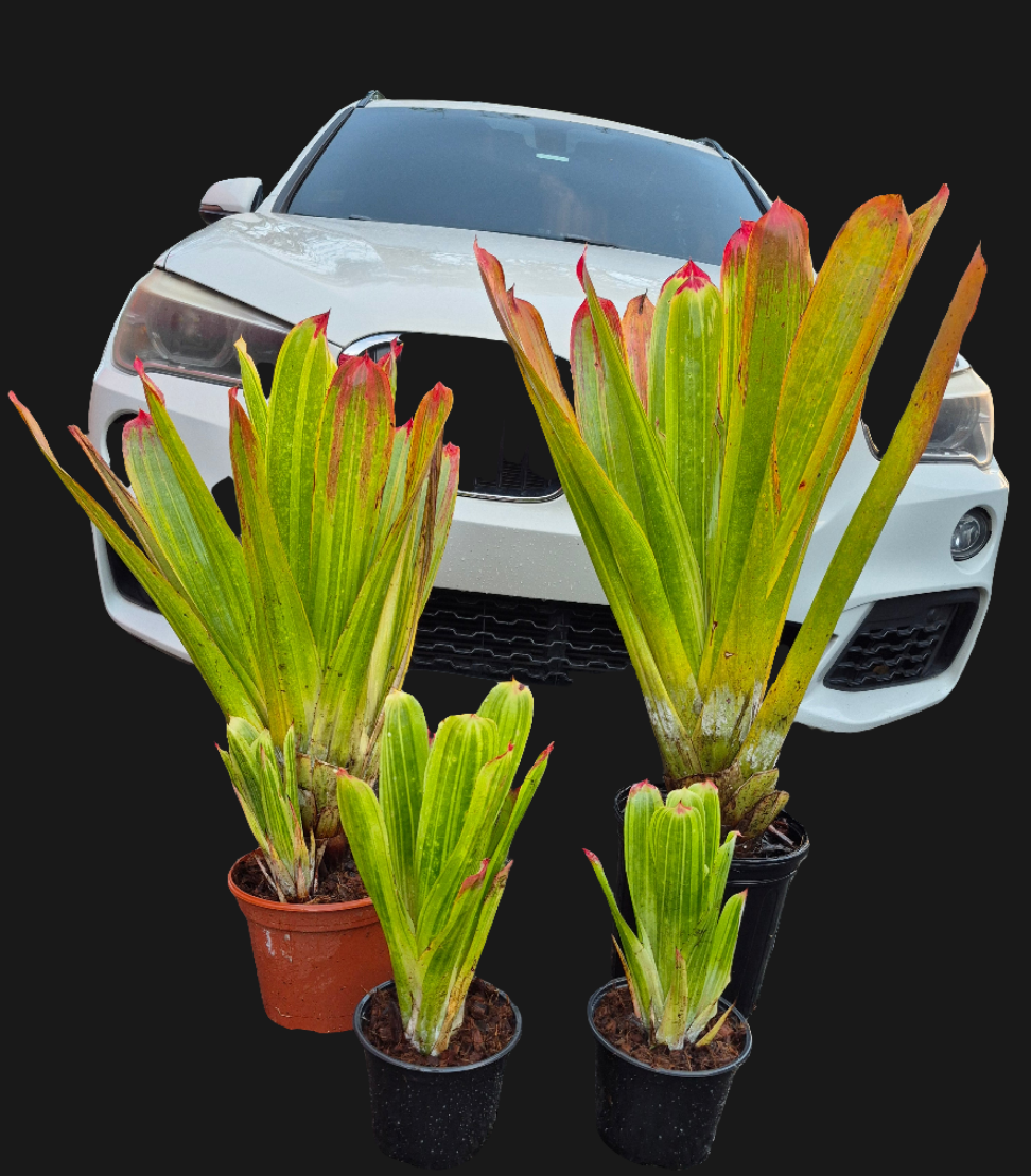 HOHENBERGIA CASTELLONOSII VARIEGADA (RARA) - (COLECCION)