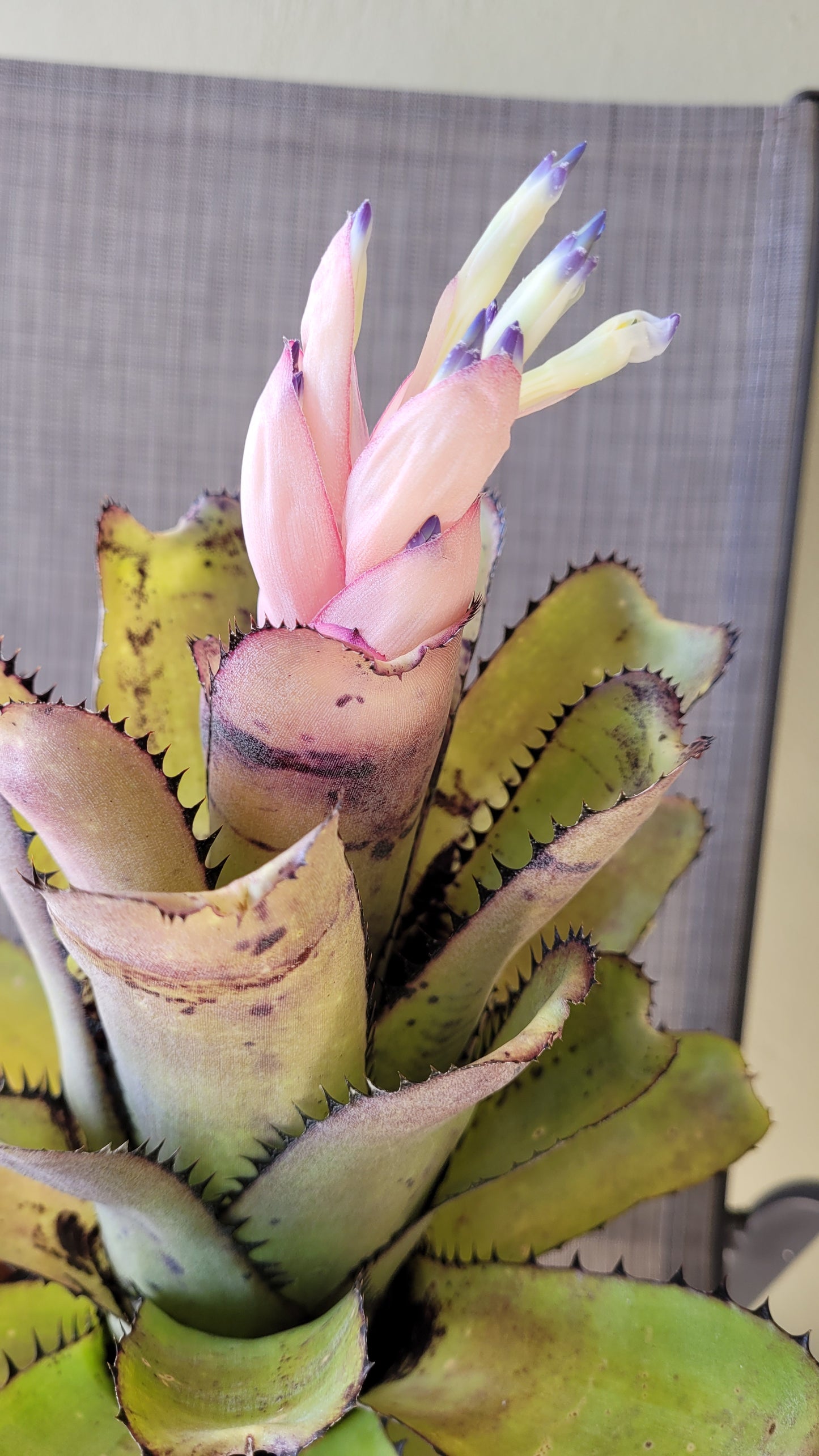 BILLBERGIA SANDERIANA