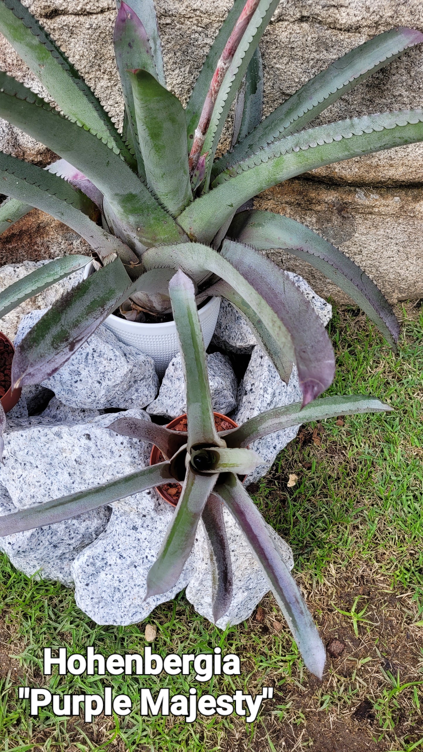 HOHEBERGIA "PURPLE MAJESTY"