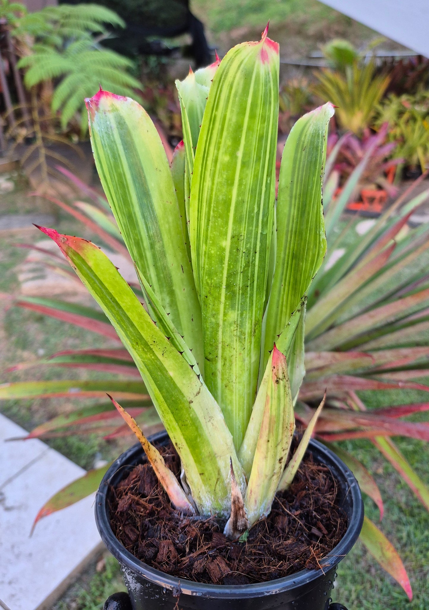HOHENBERGIA CASTELLONOSII VARIEGADA (RARA) - (COLECCION)