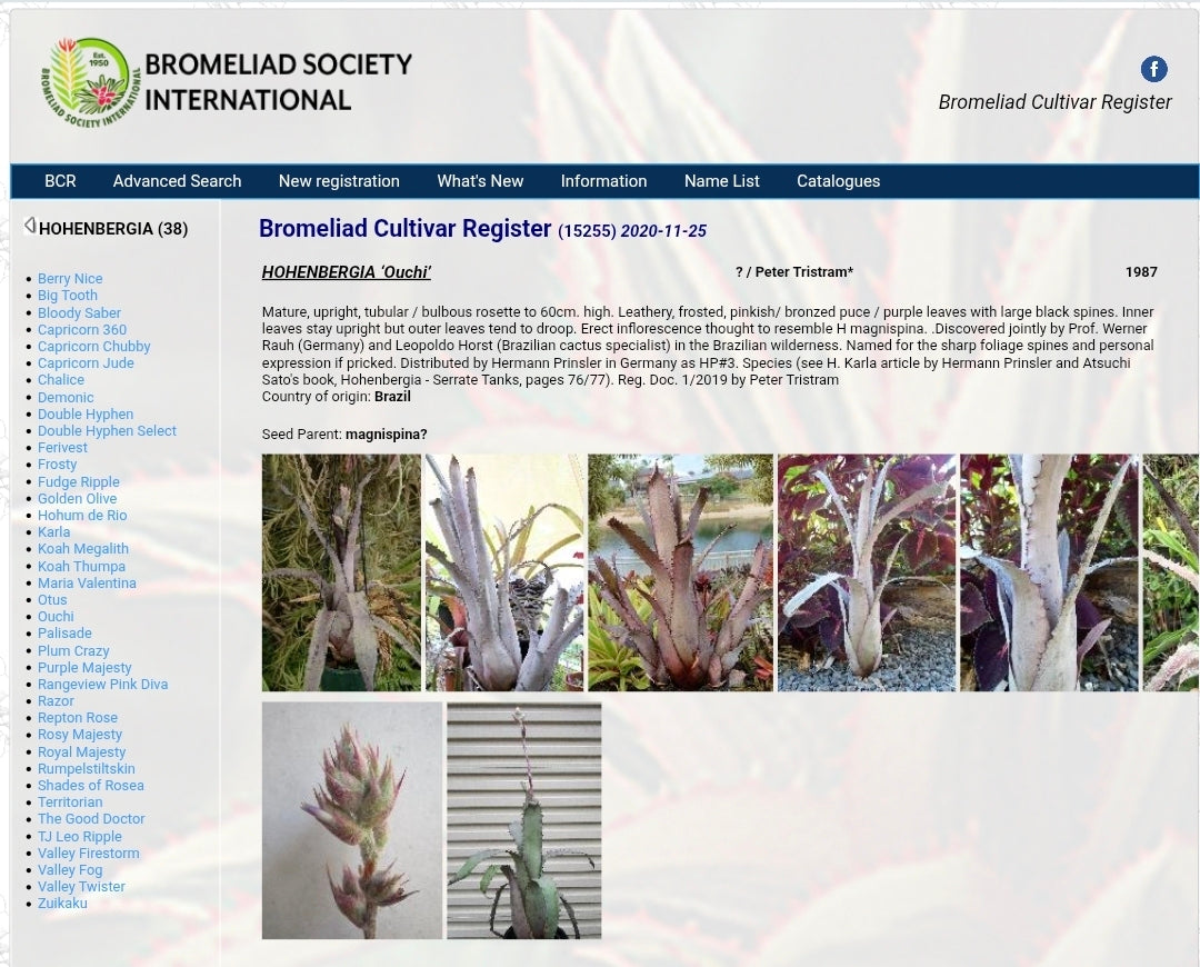 🪴 HOHENBERGIA OUCHI