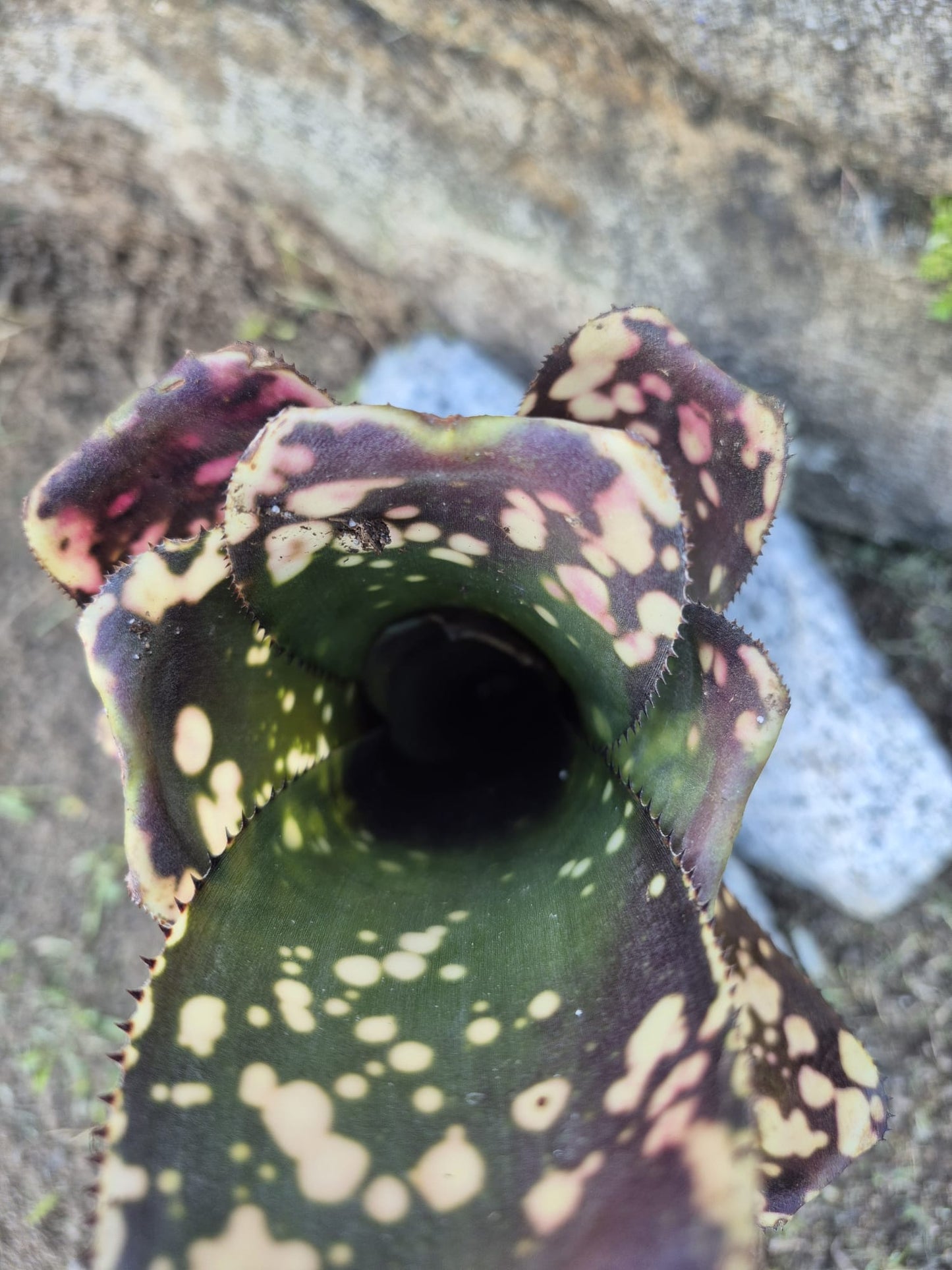 BILLBERGIA OLÉ