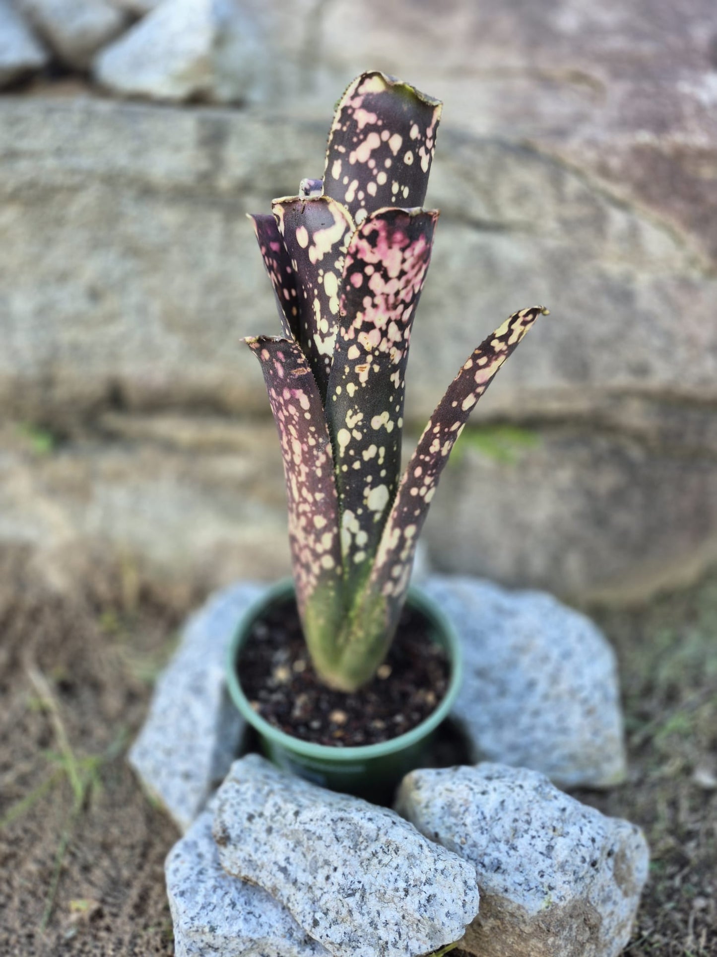 BILLBERGIA OLÉ