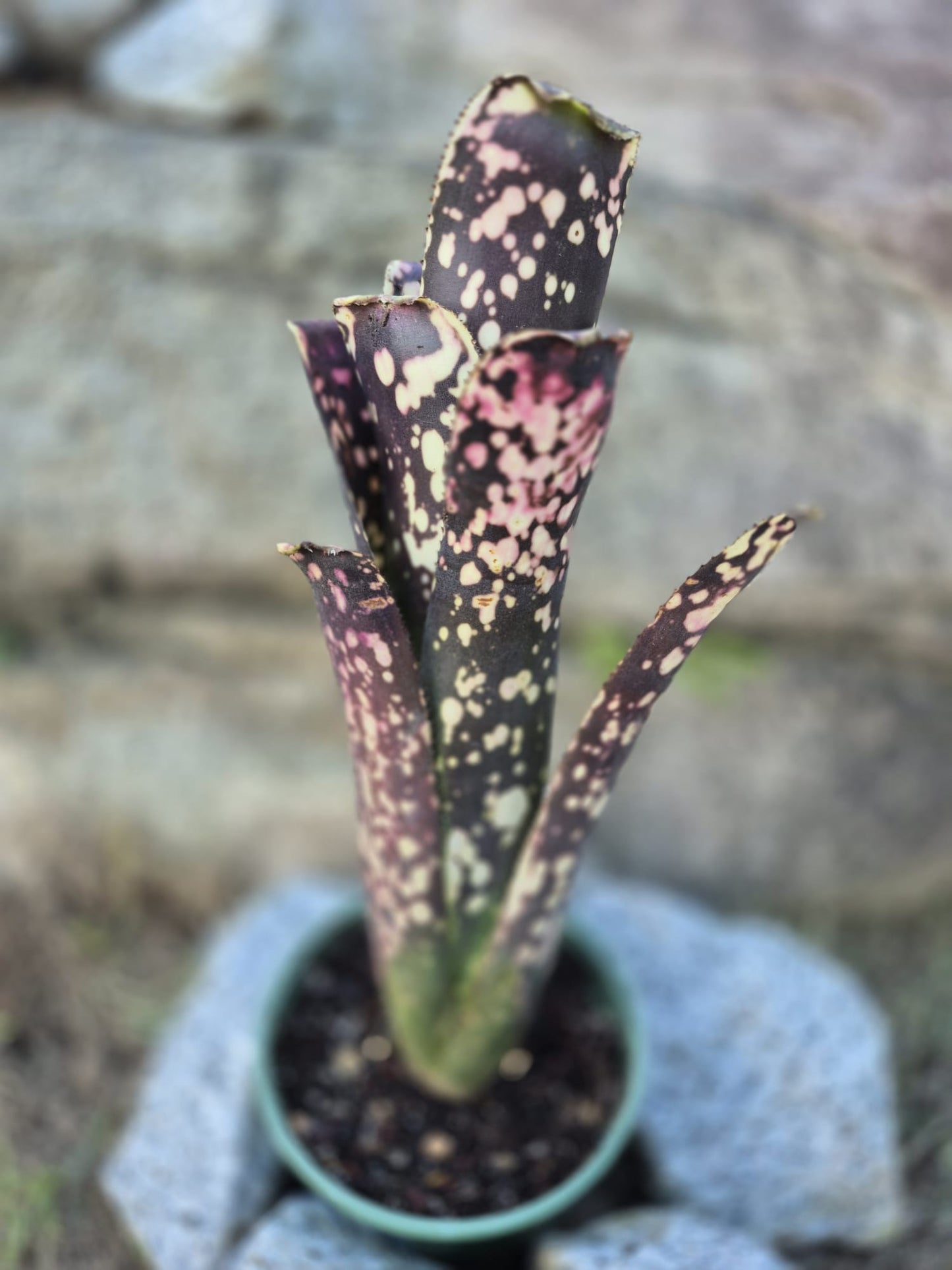 BILLBERGIA OLÉ