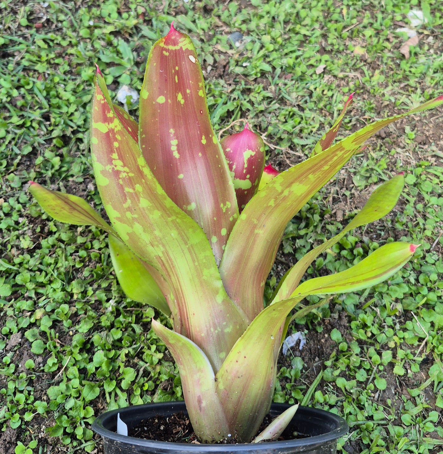 NEOREGELIA MAYA