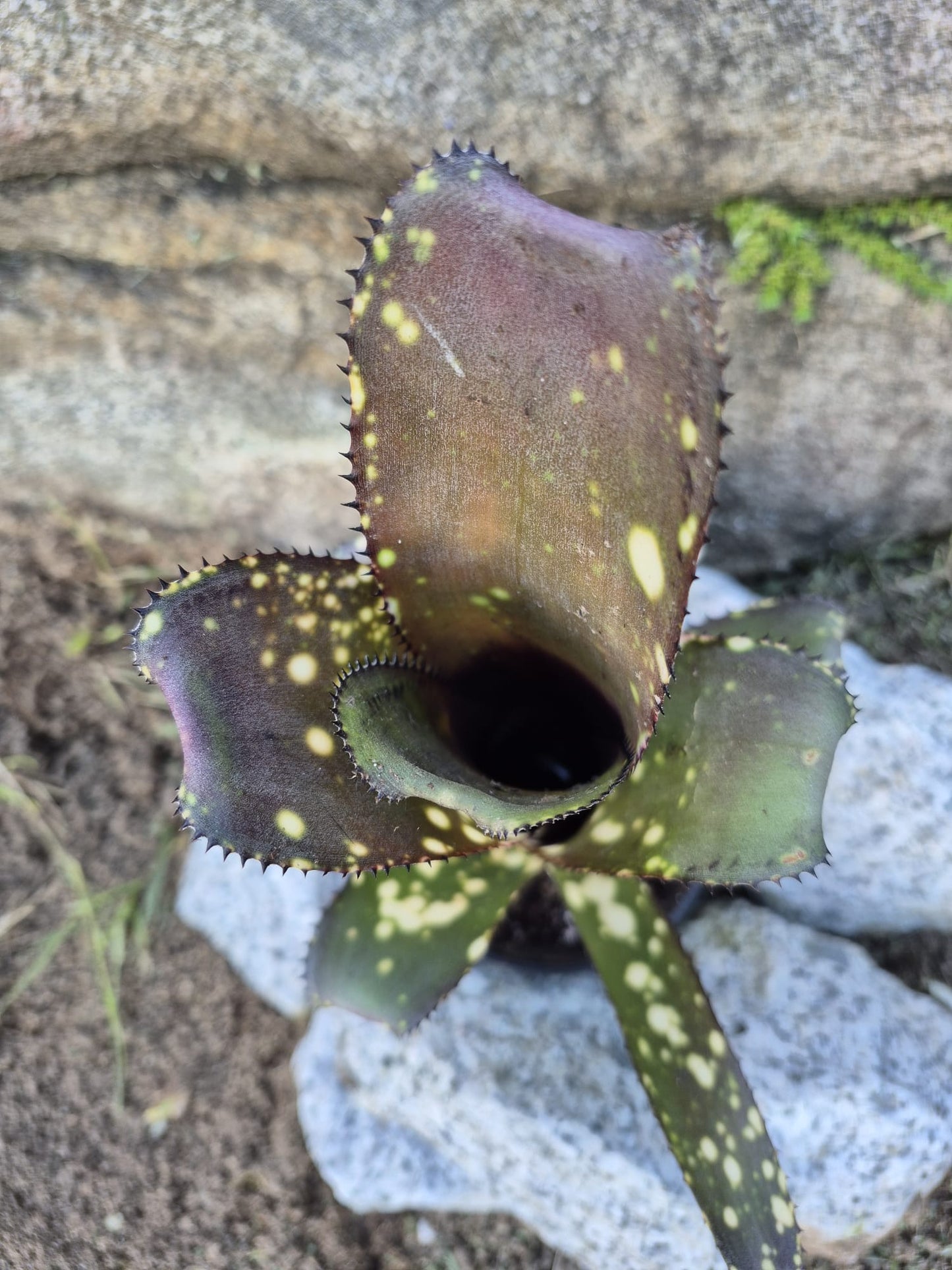 BILLBERGIA OLÉ