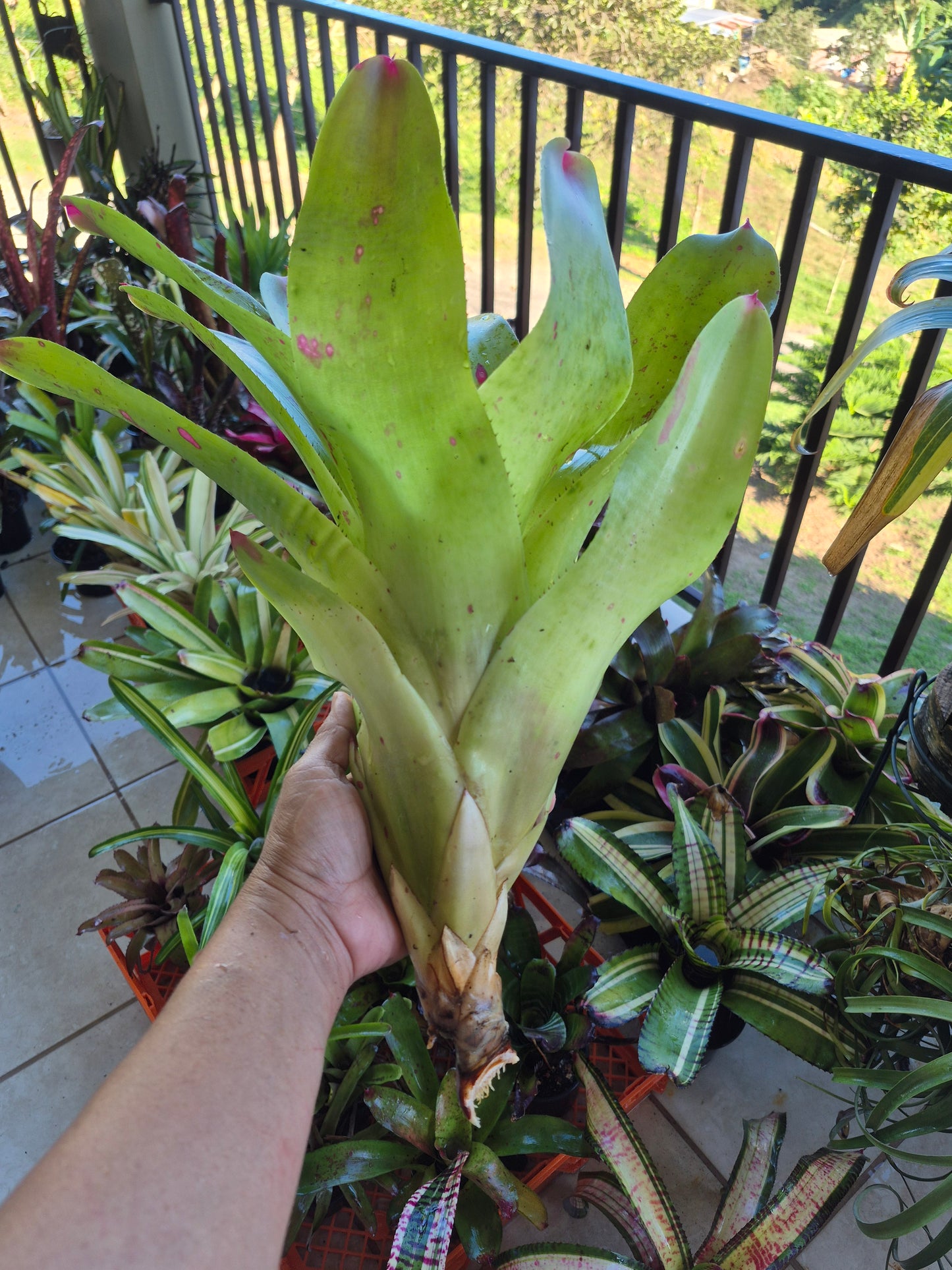 NEOREGELIA JOHANNIS
