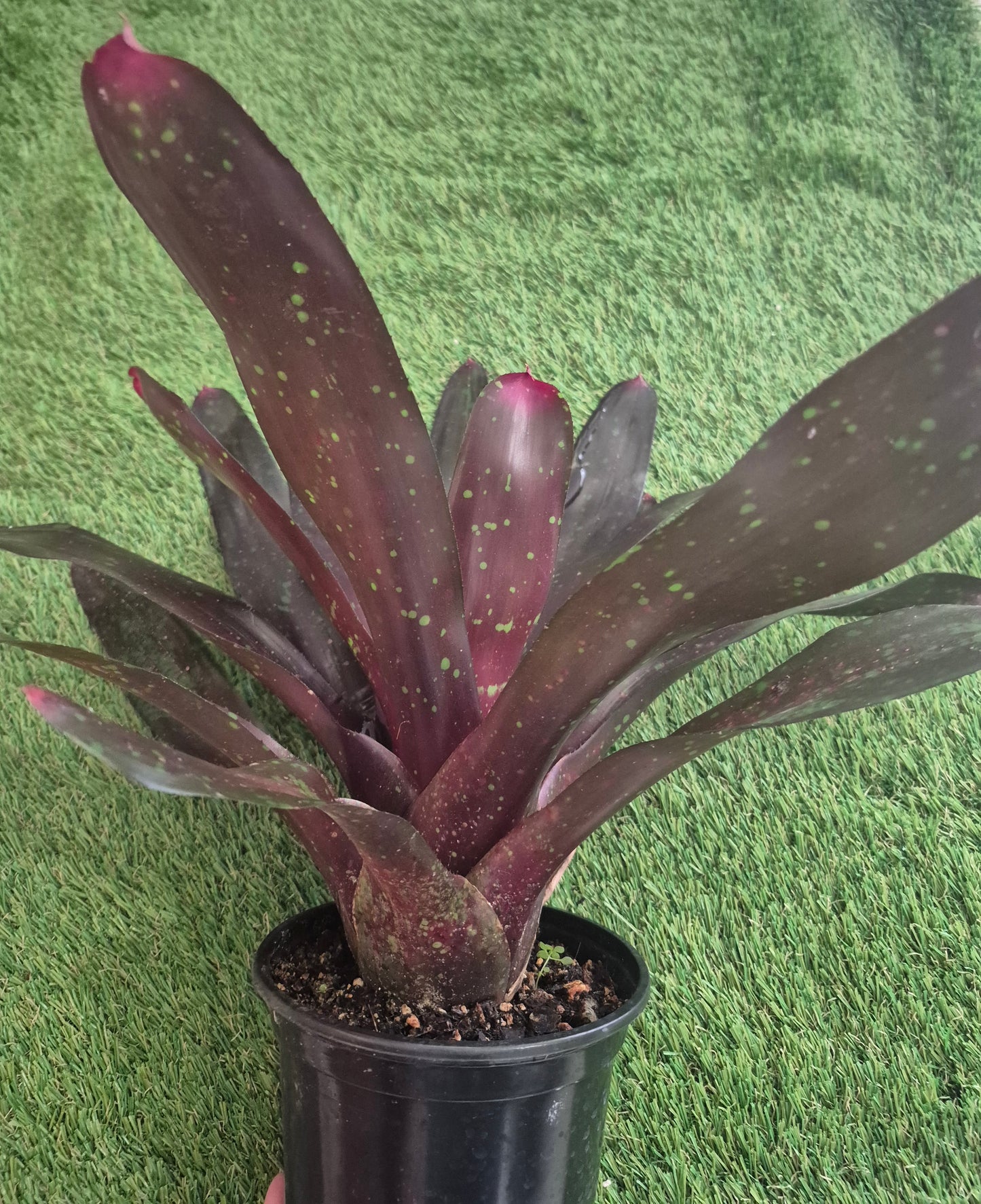 NEOREGELIA ROYAL BURGUNDY