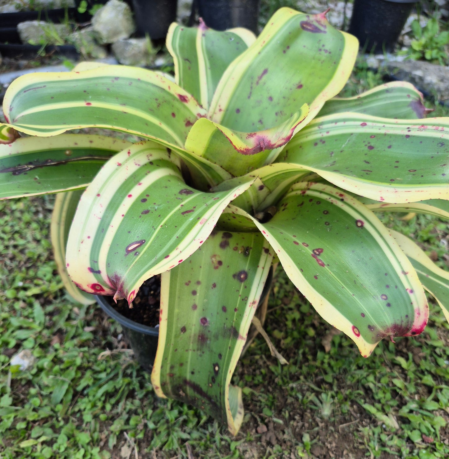 NEOREGELIA 'RED LIGHT SPECIAL'