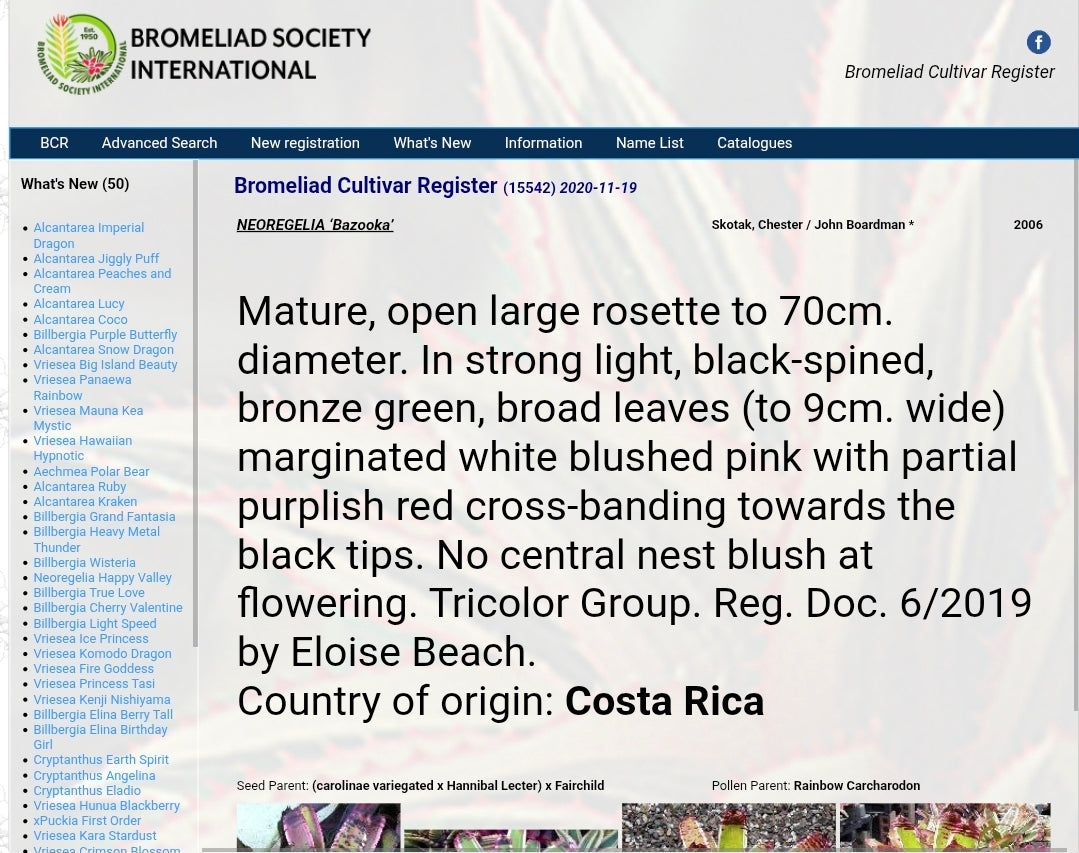 NEOREGELIA 'SK0TAK'S' BAZOOKA