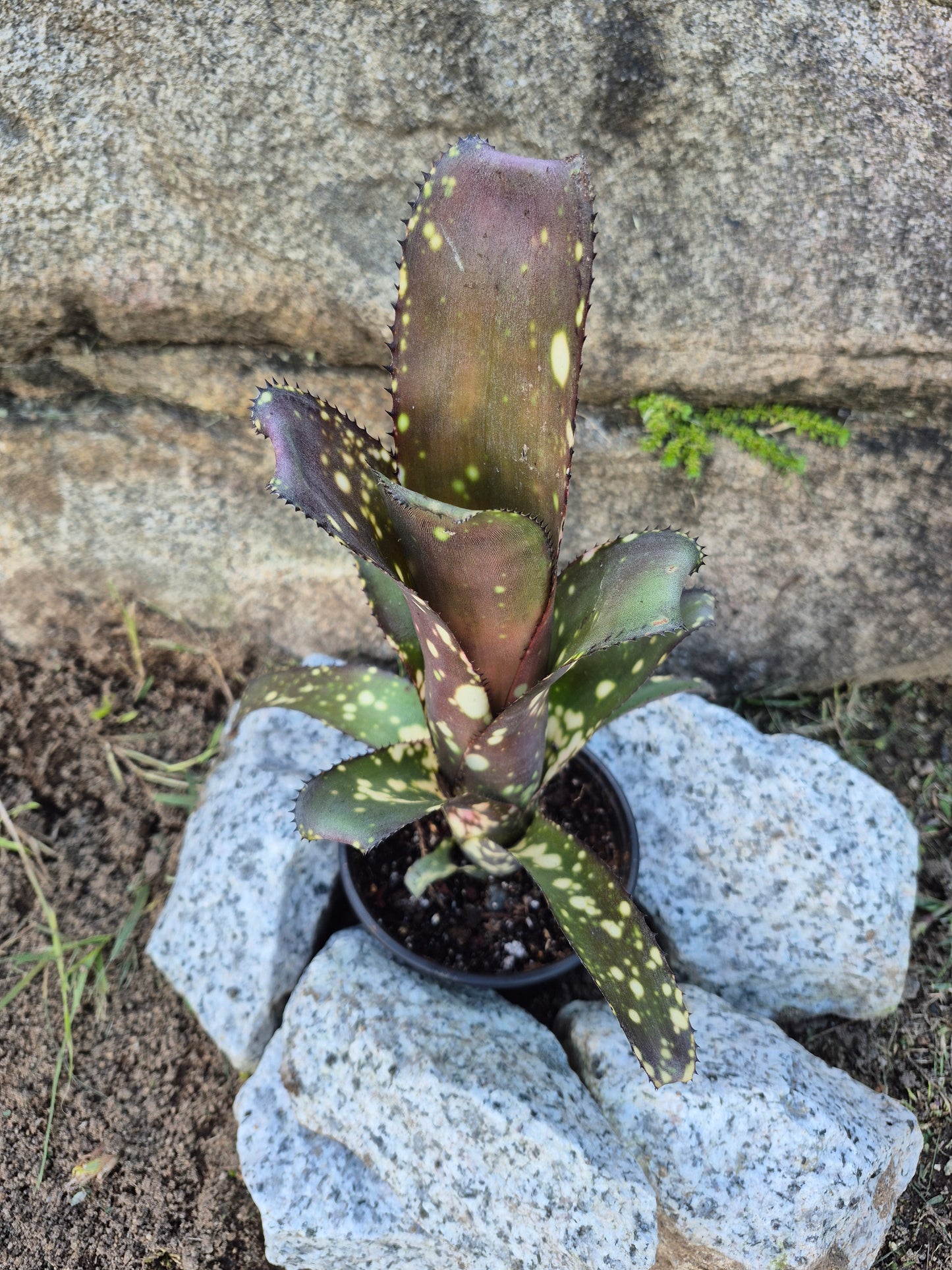 BILLBERGIA OLÉ