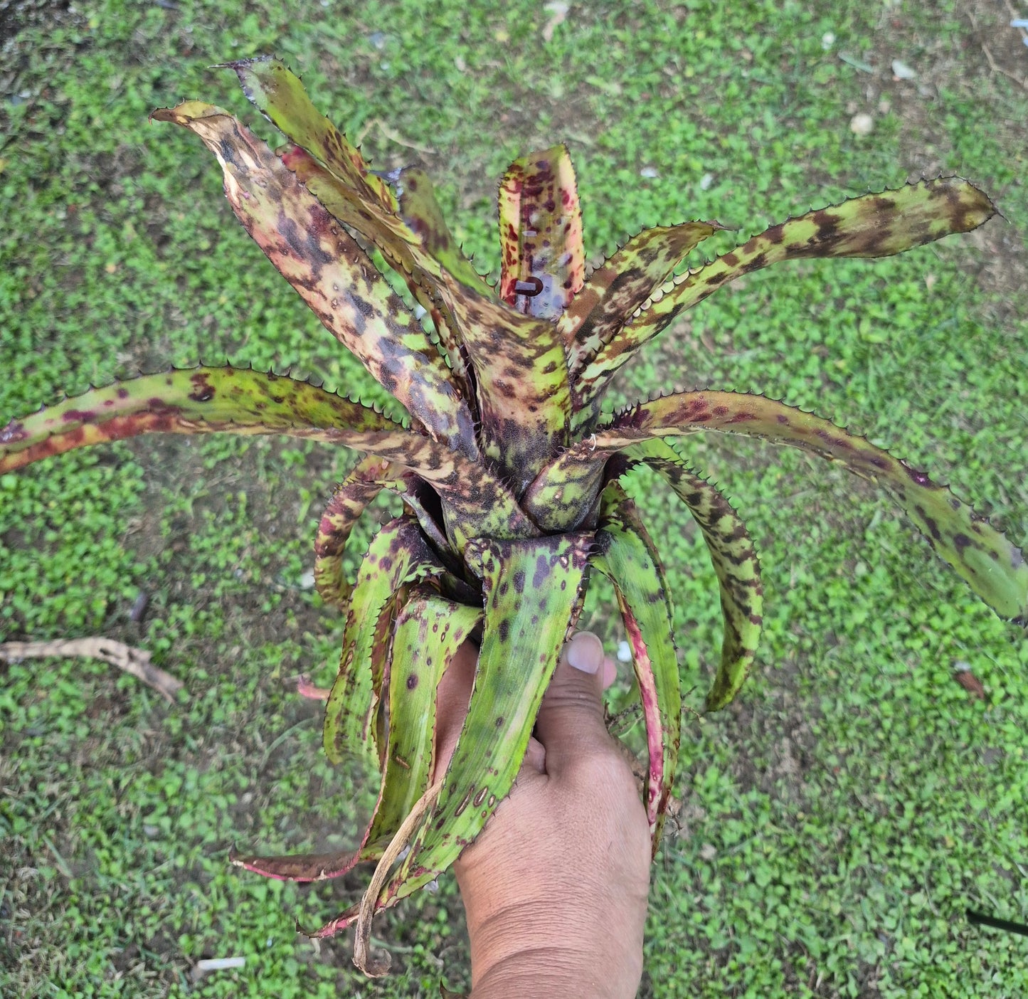 AECHMEA ORLANDIANA DARK CLON